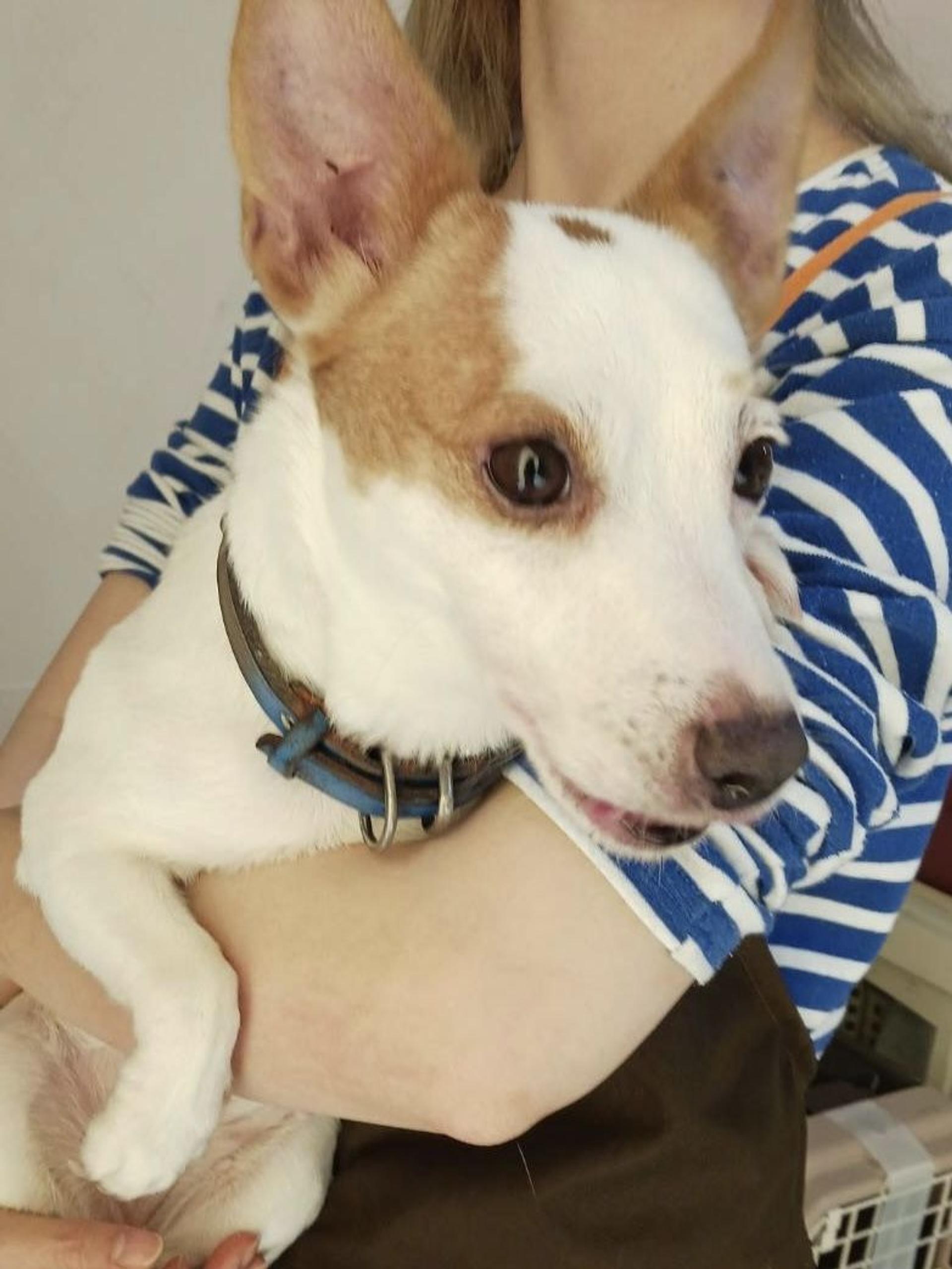 pet-image-3