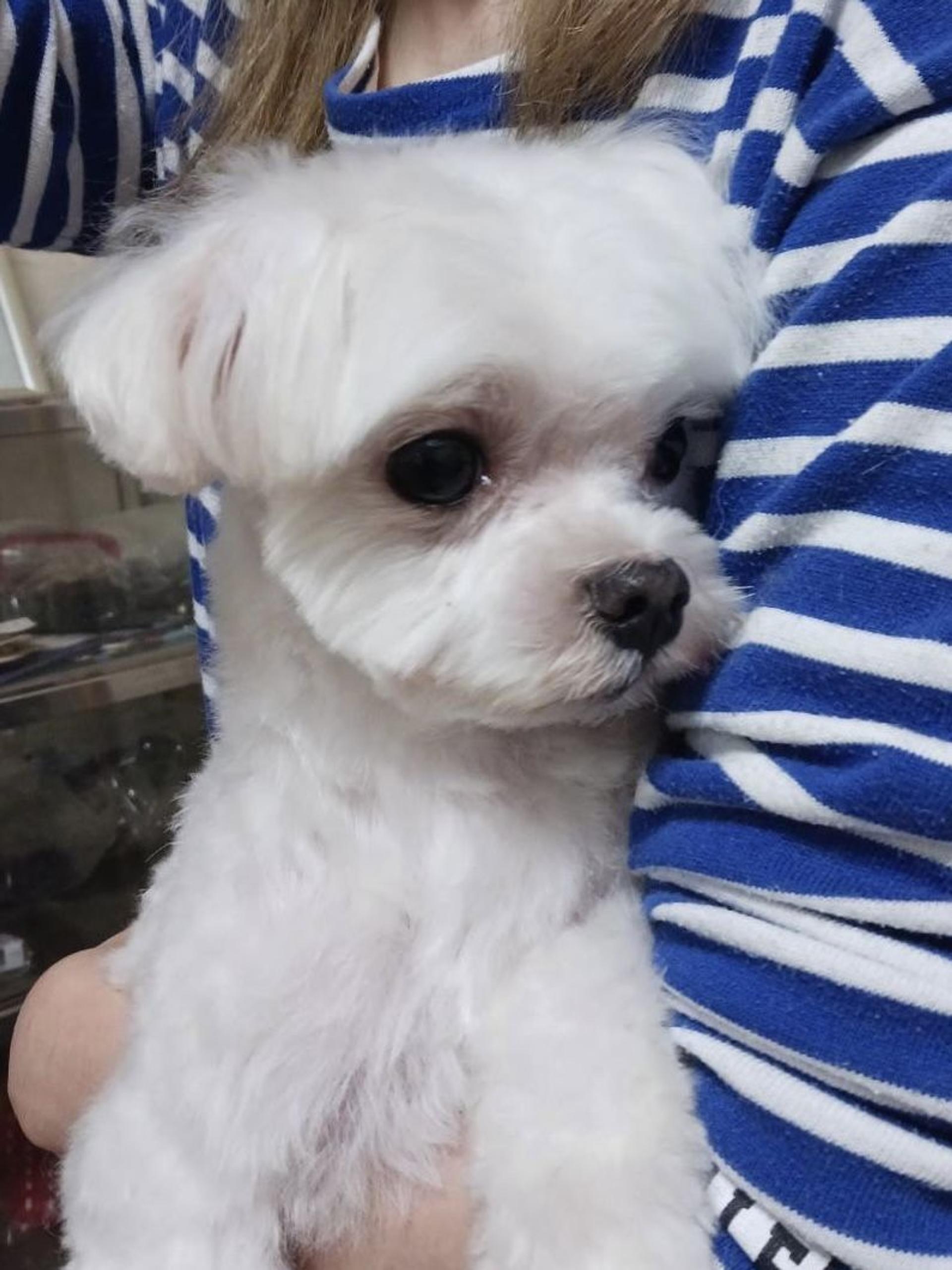 pet-image-3