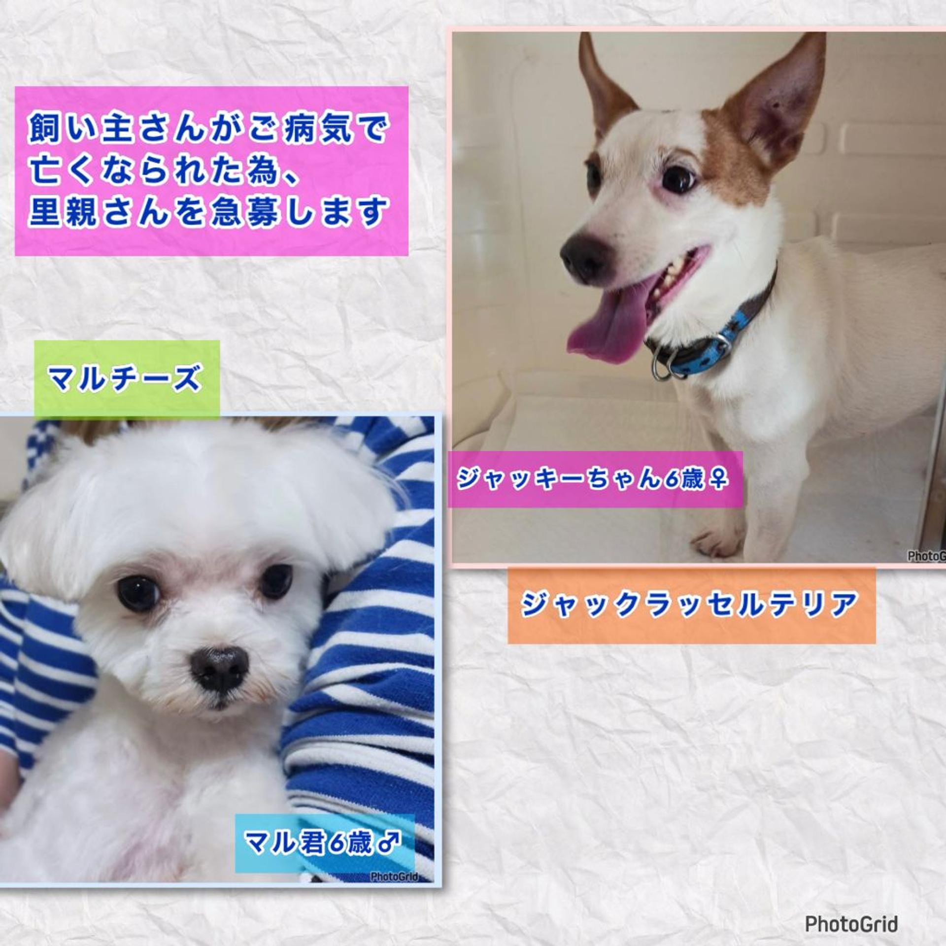 pet-image-6