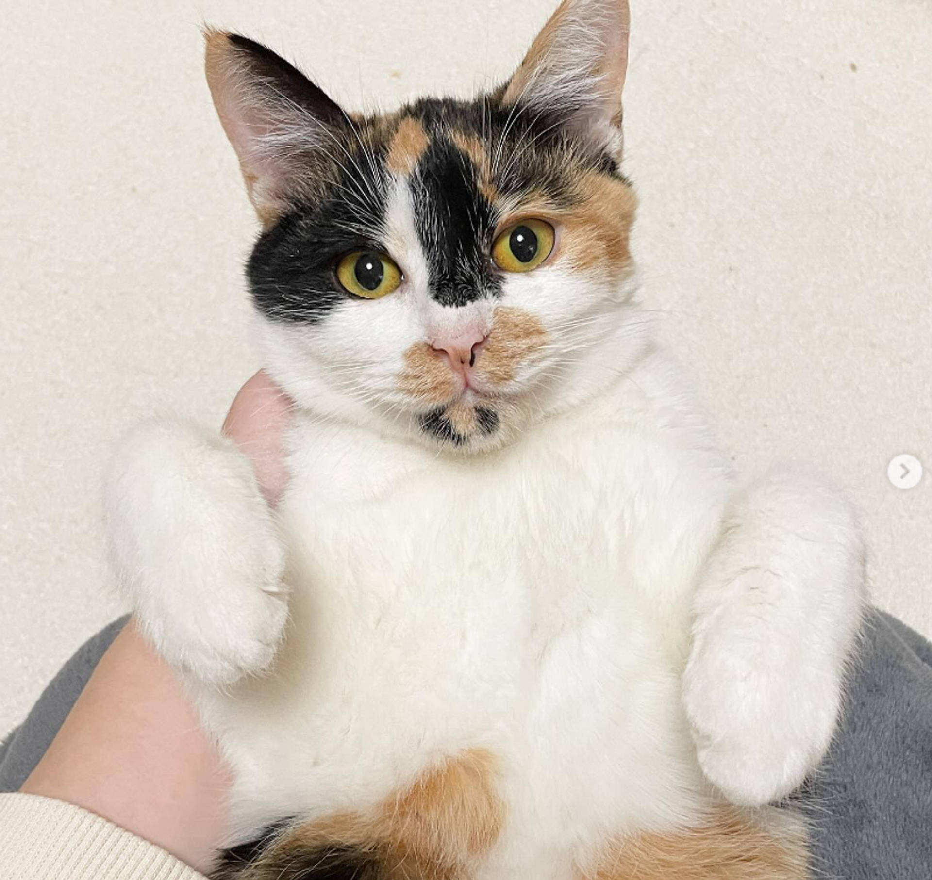 雑種（ミックス猫）・メスの里親募集の写真