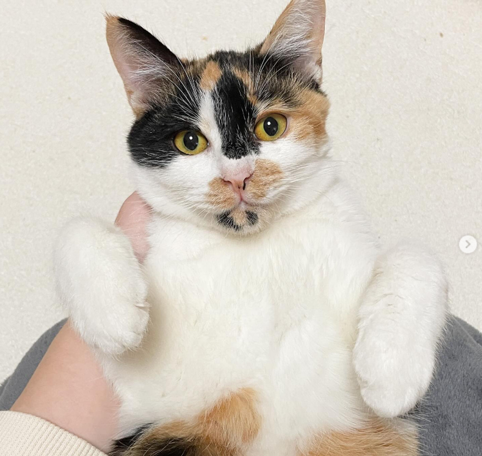 雑種（ミックス猫）・メスの里親募集の写真