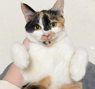 イジーの写真