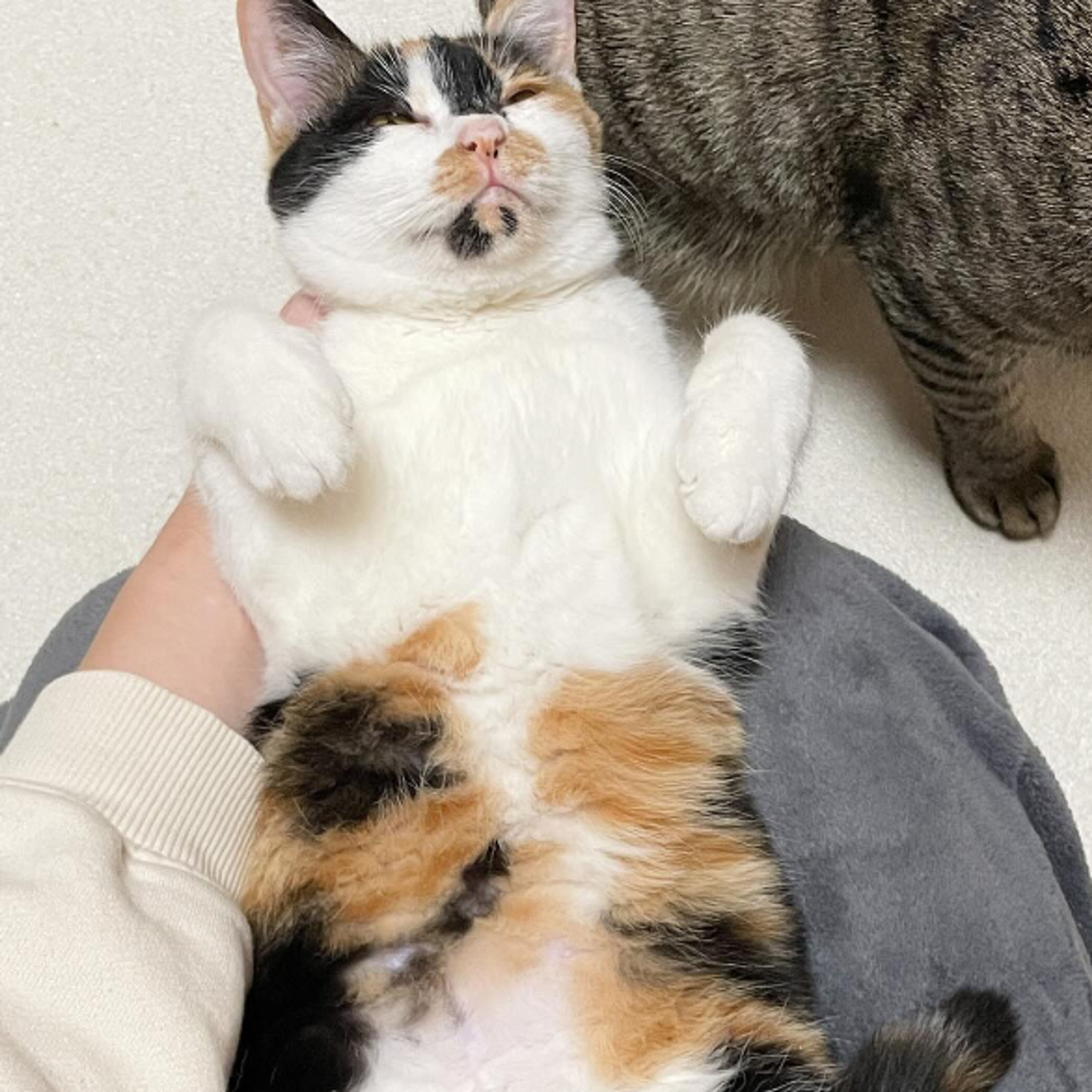 pet-image-2