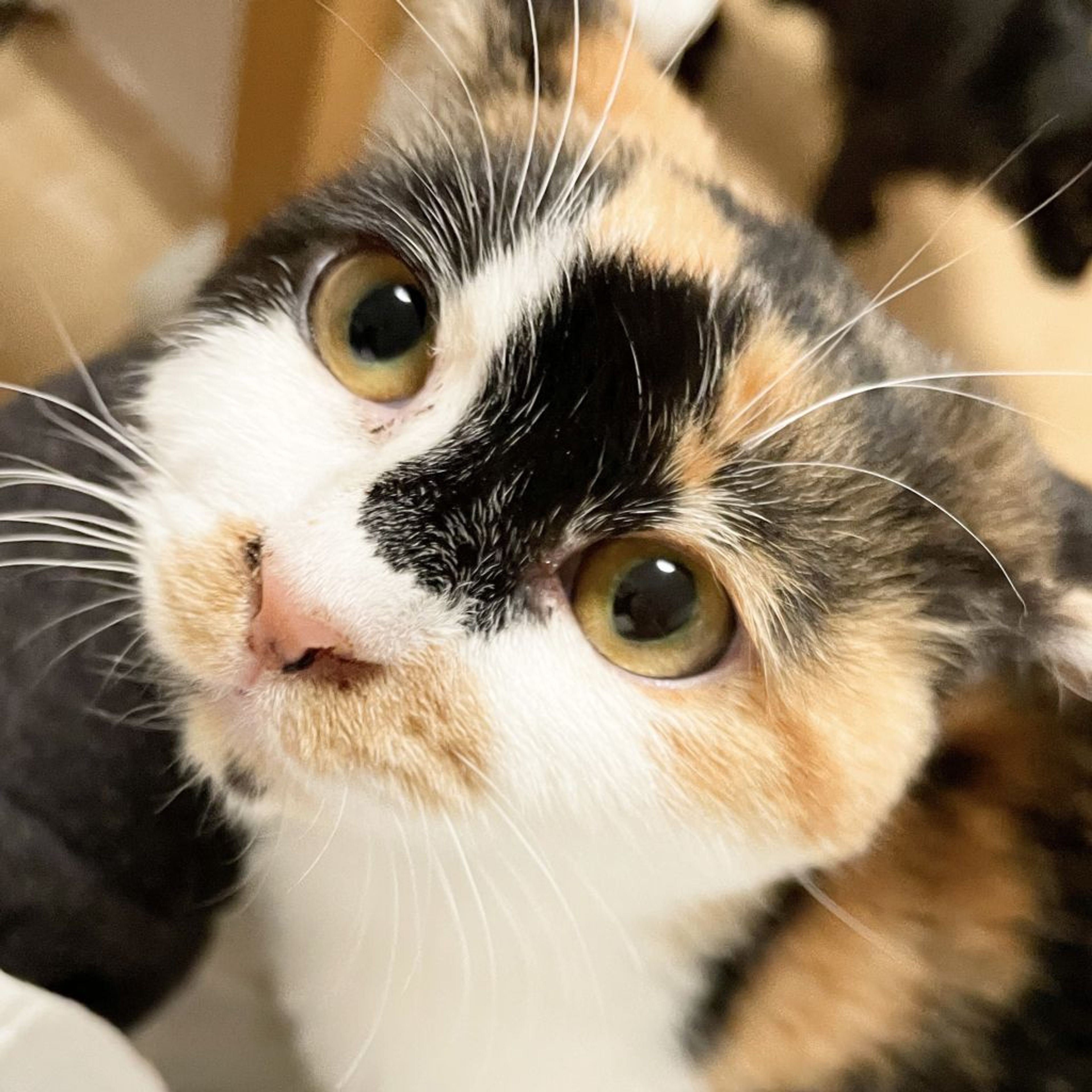 pet-image-3