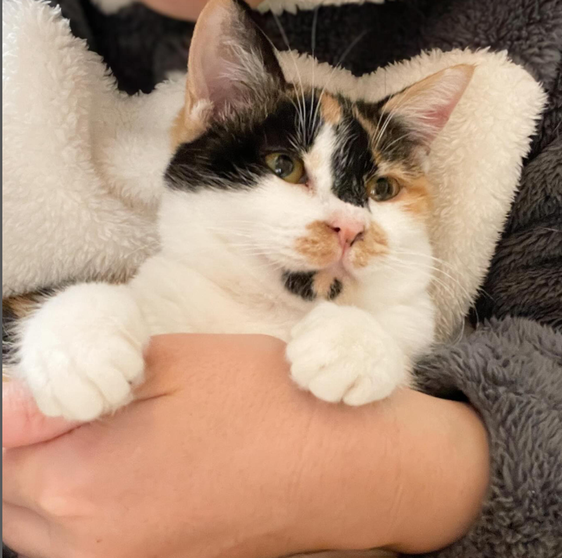 pet-image-6