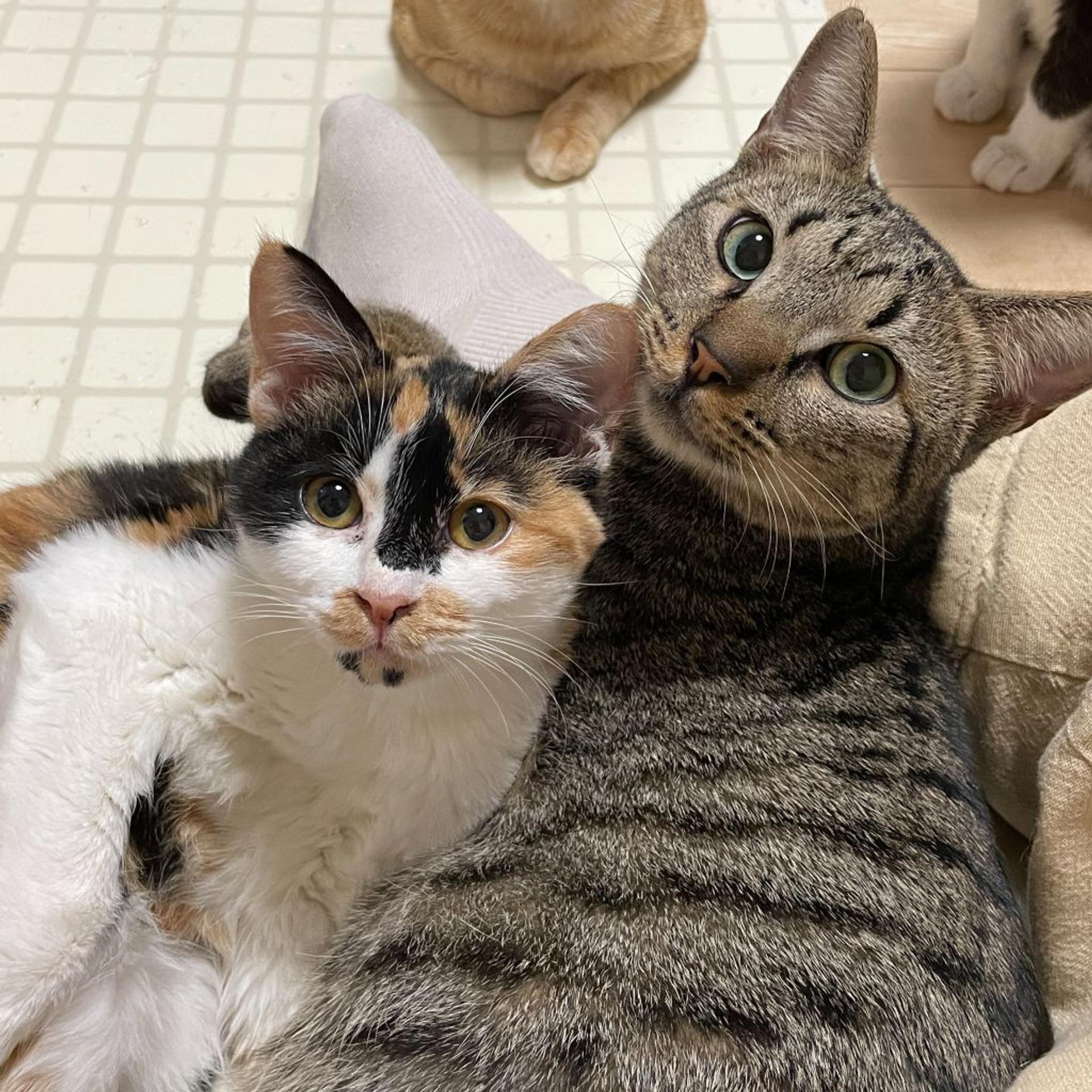 pet-image-7