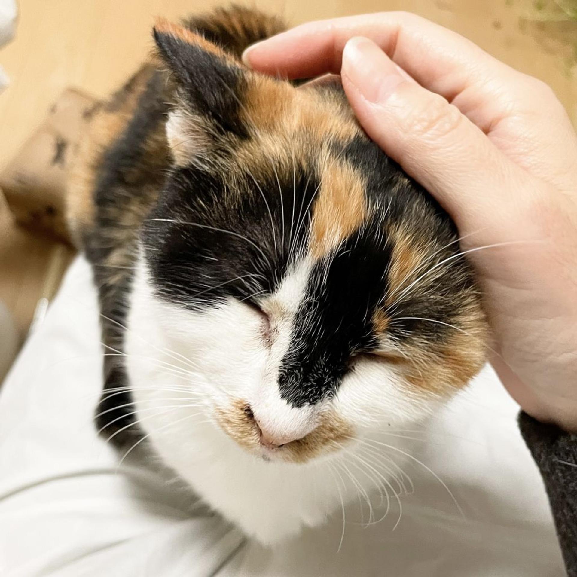 pet-image-8