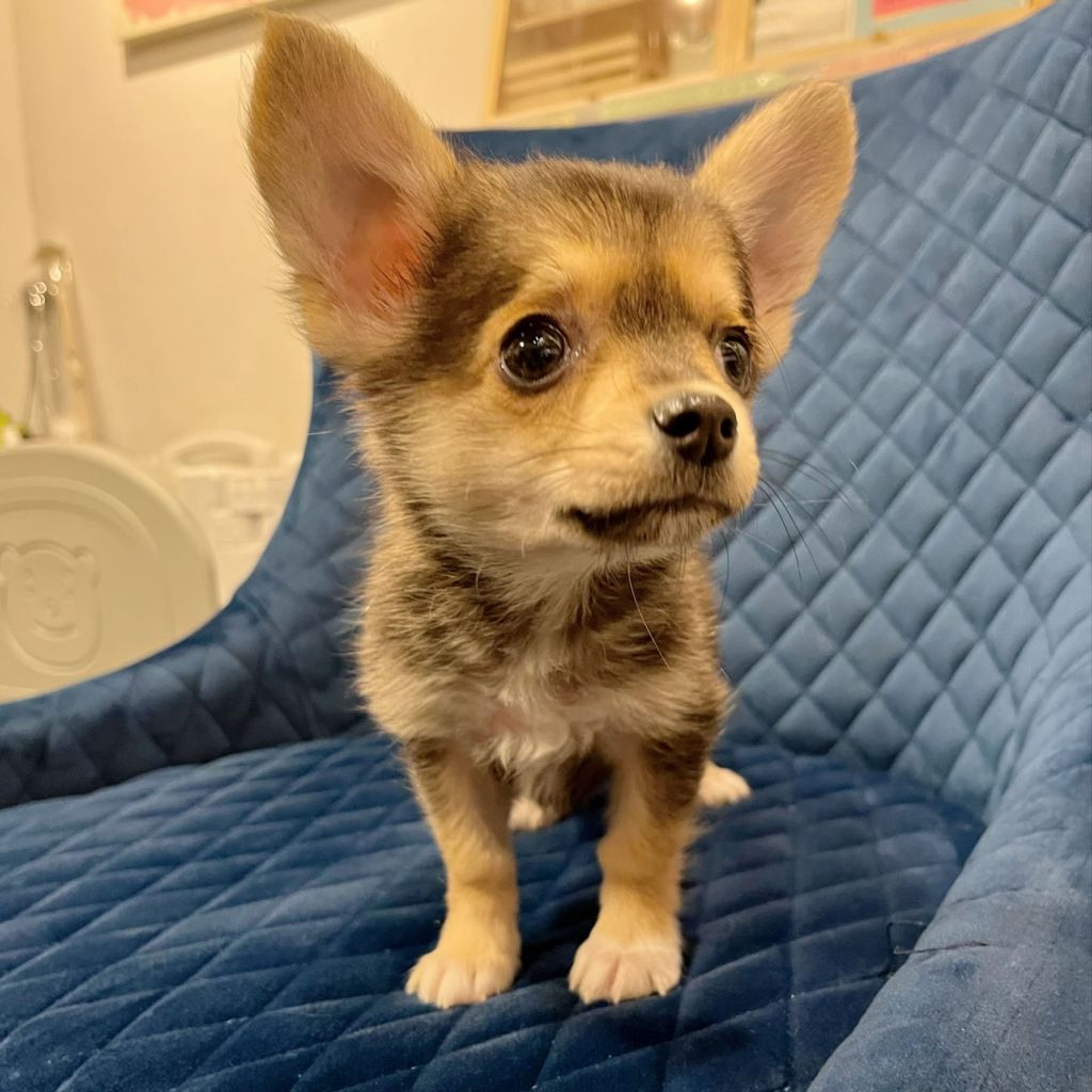 pet-image-2