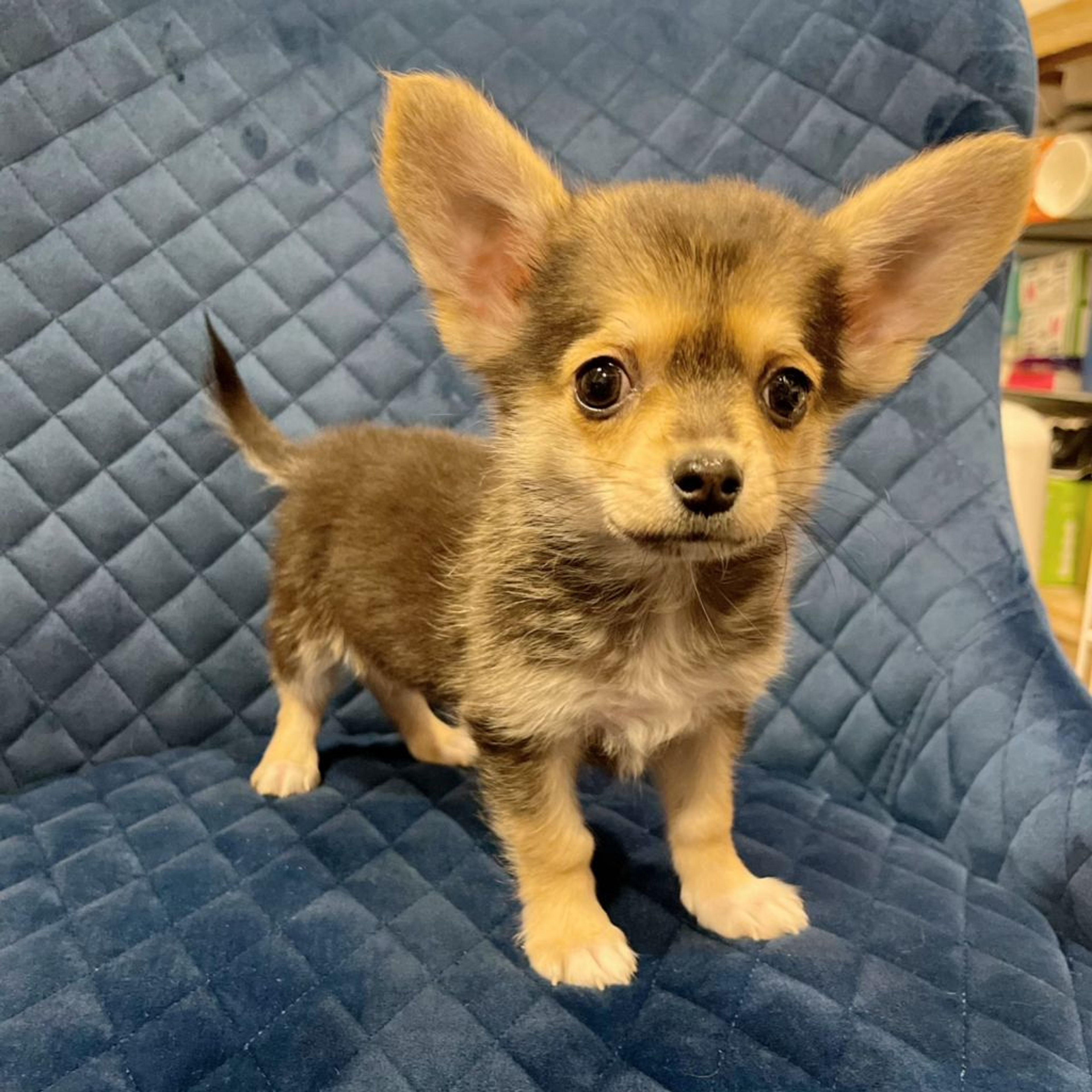 pet-image-3