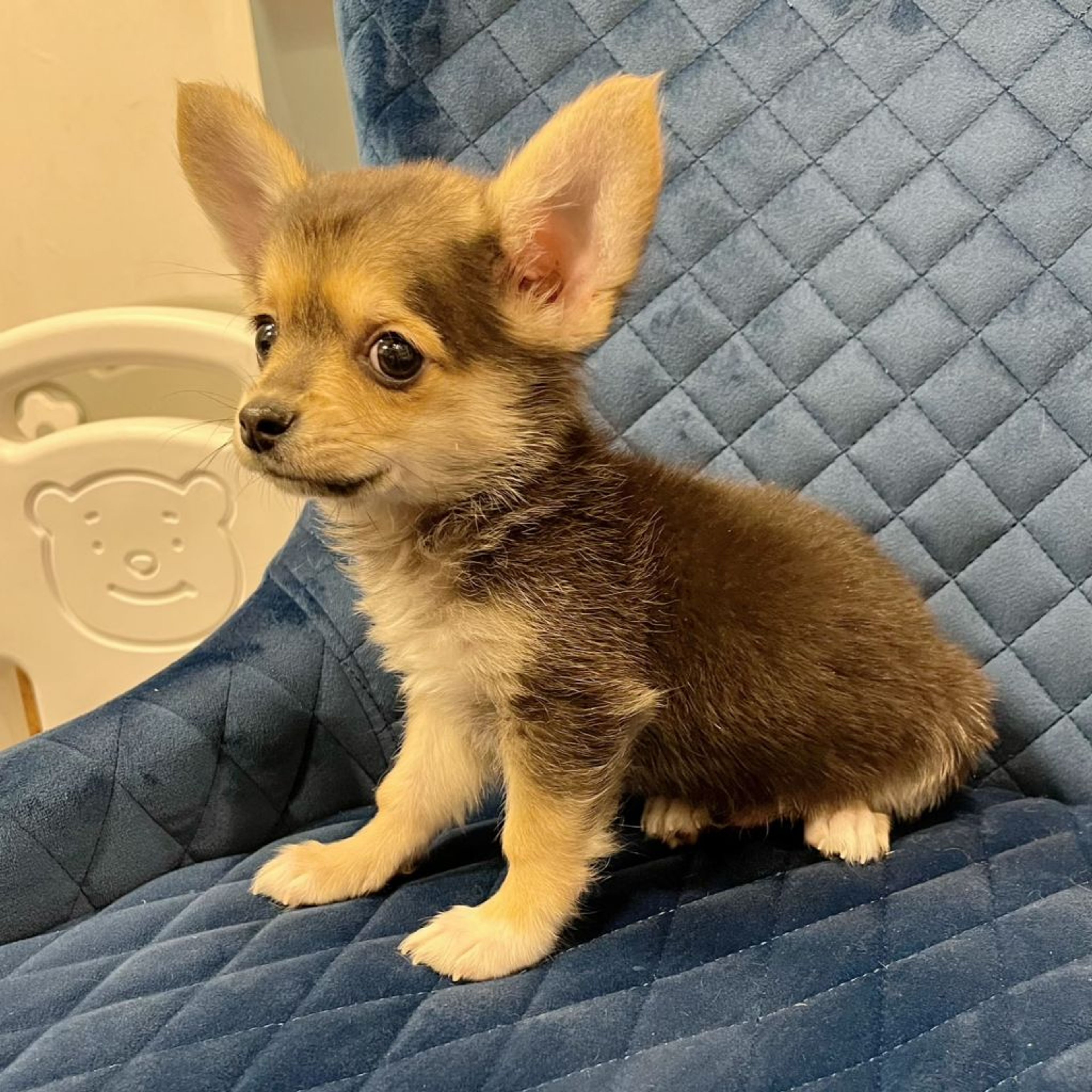 pet-image-5