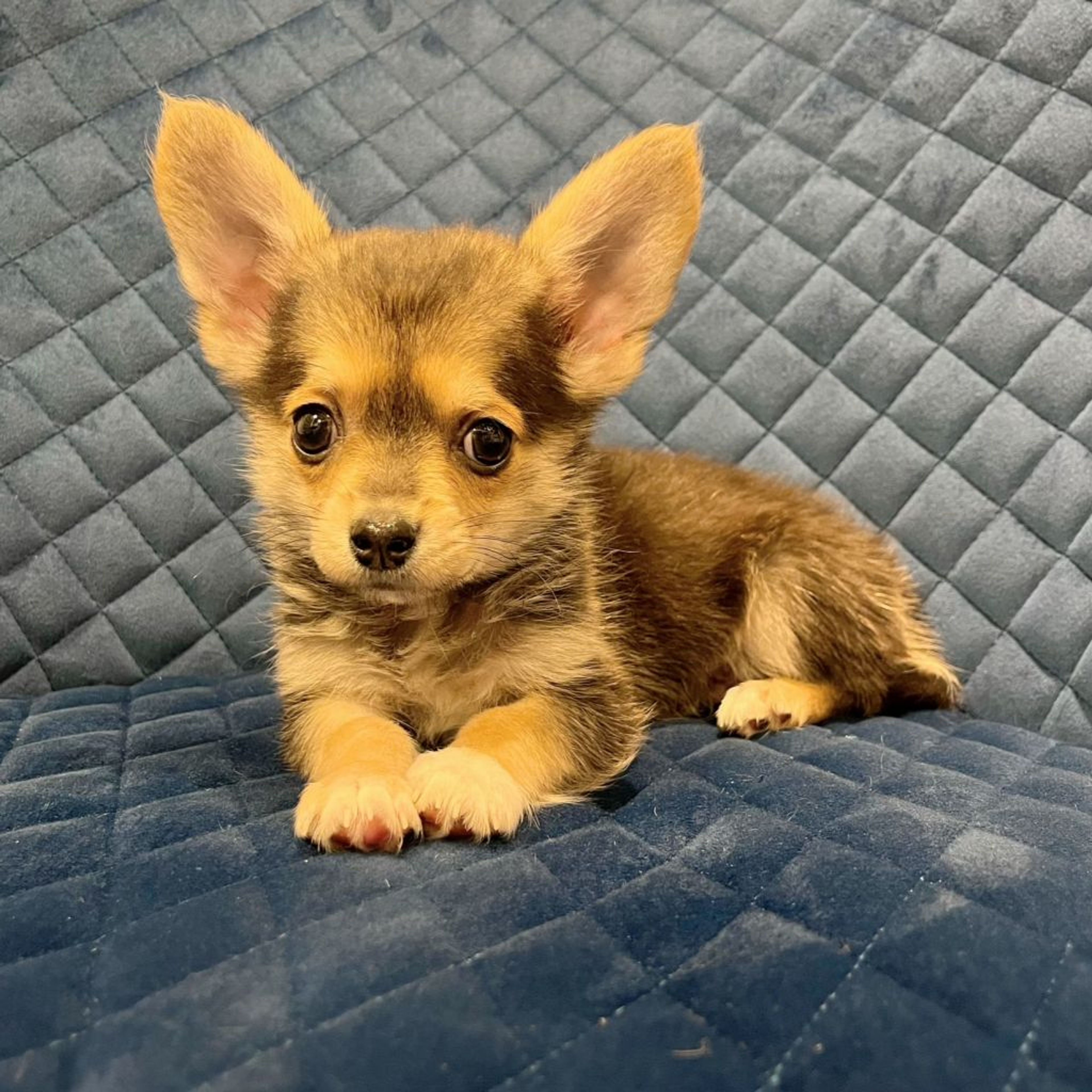 pet-image-6