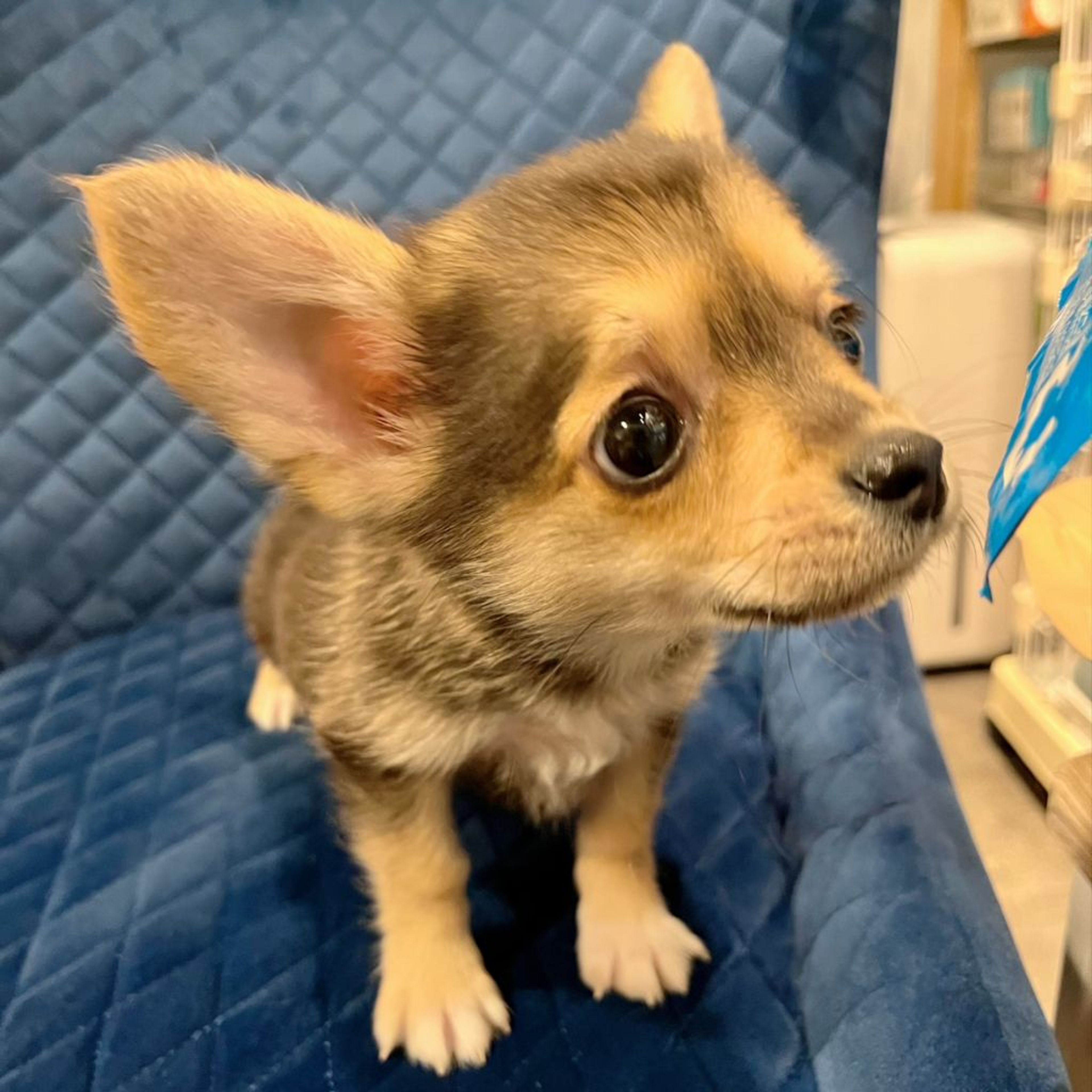 pet-image-8