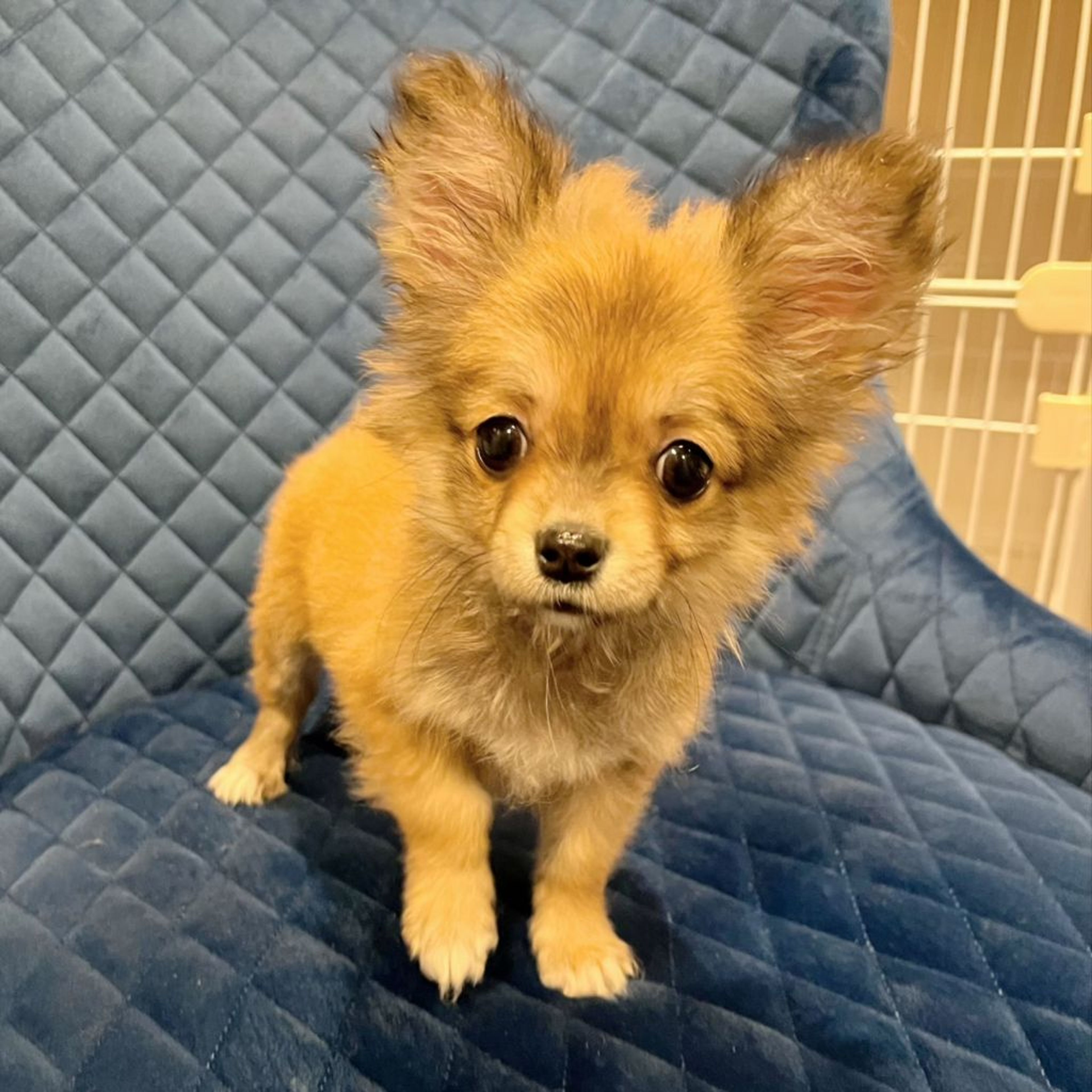 pet-image-2