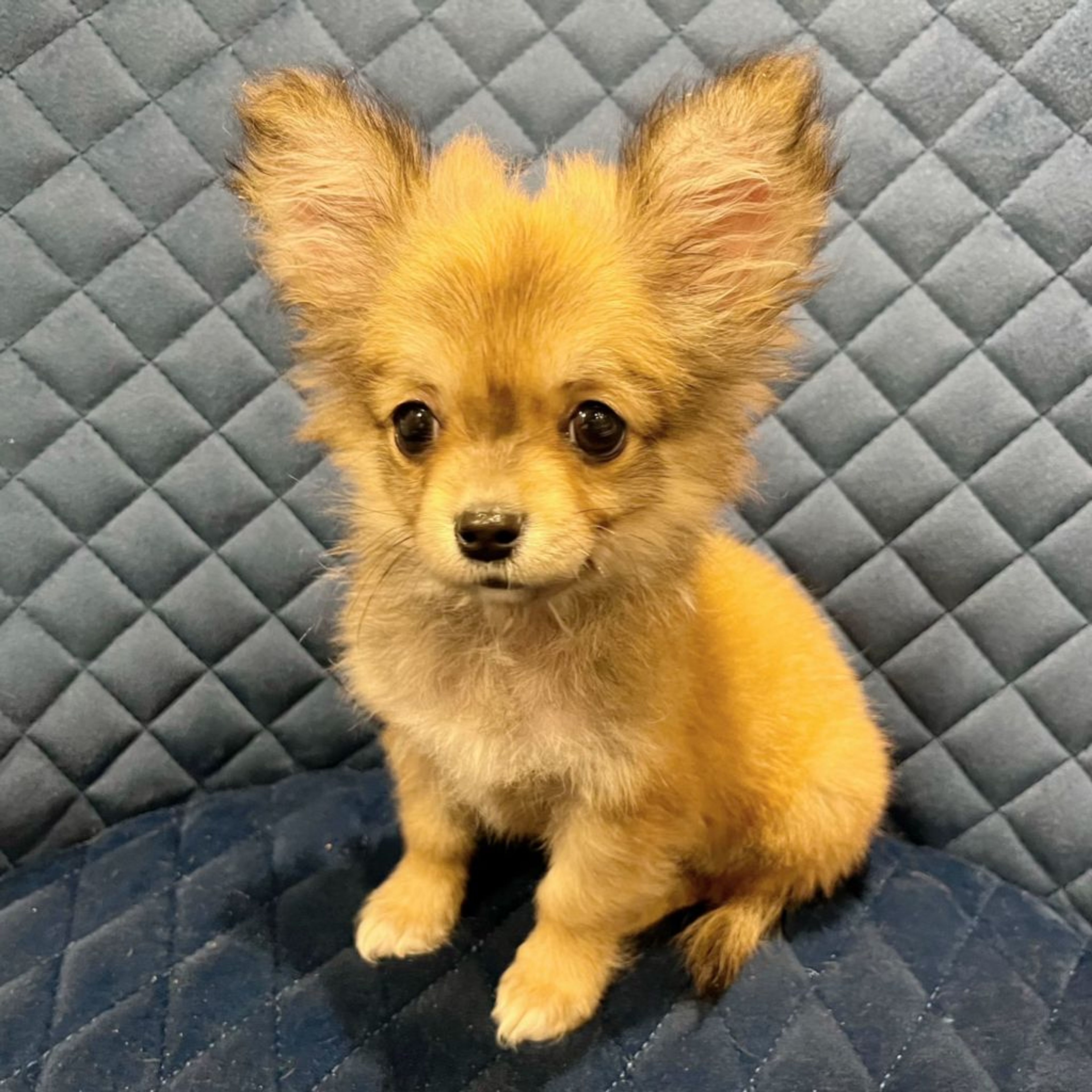 pet-image-3