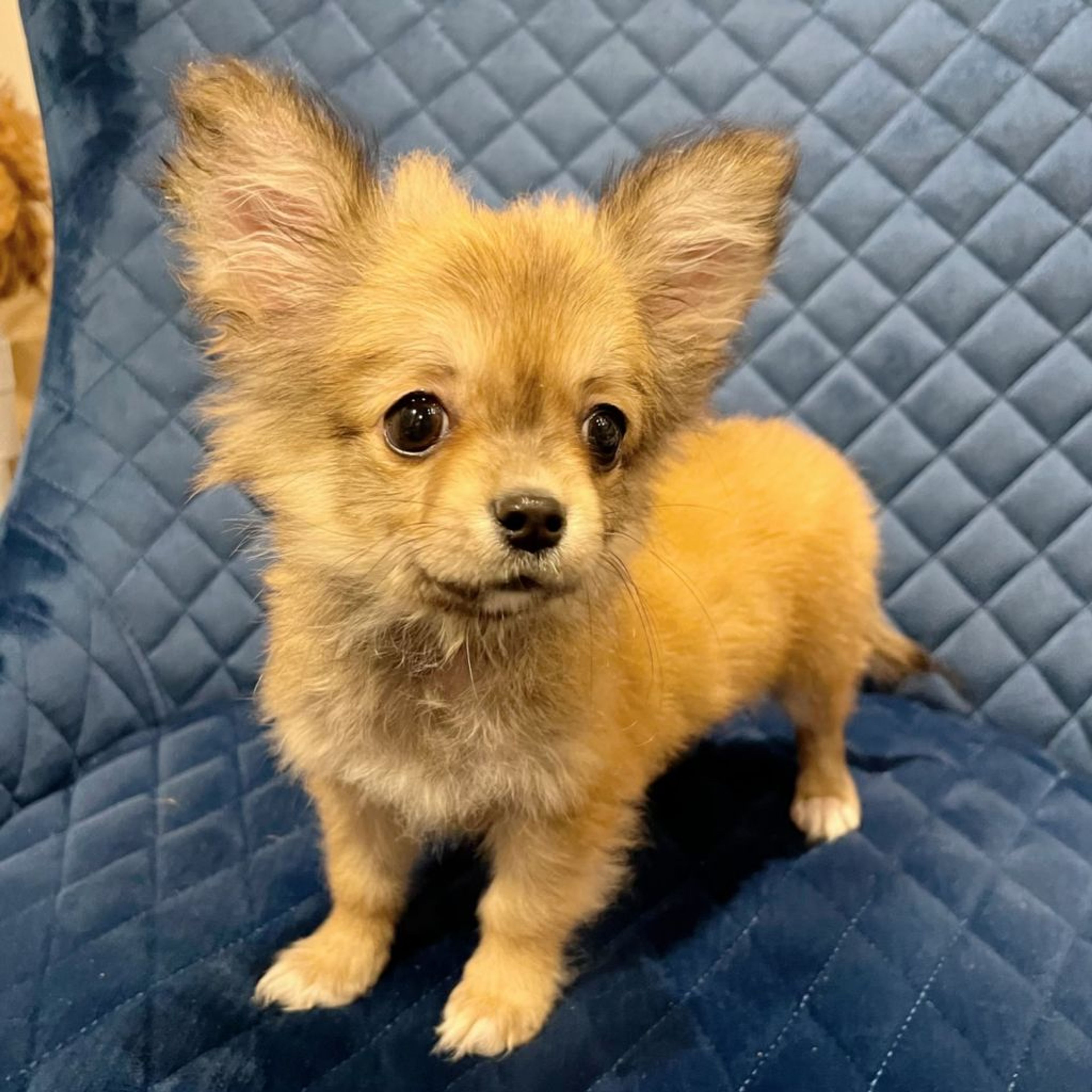 pet-image-4