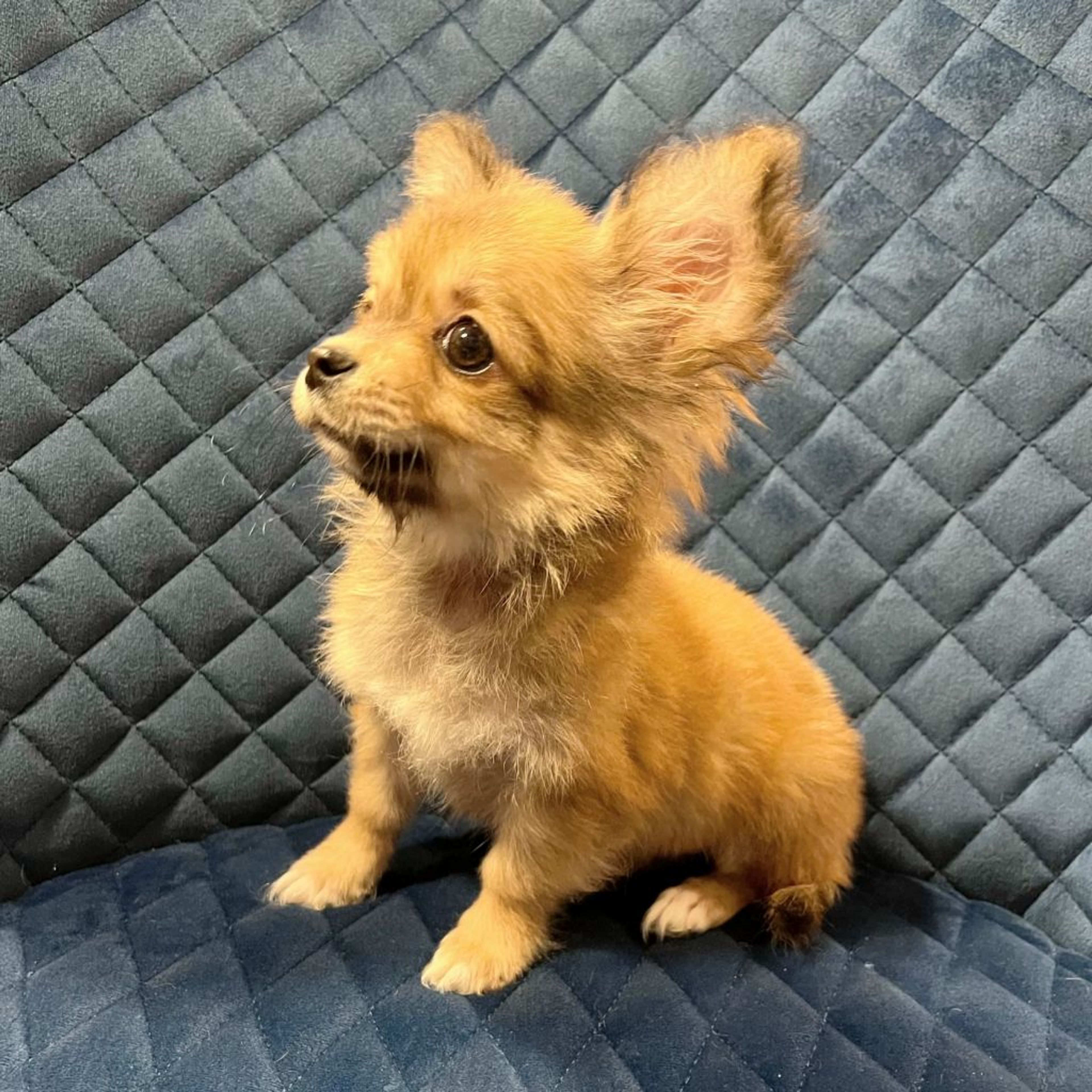pet-image-5