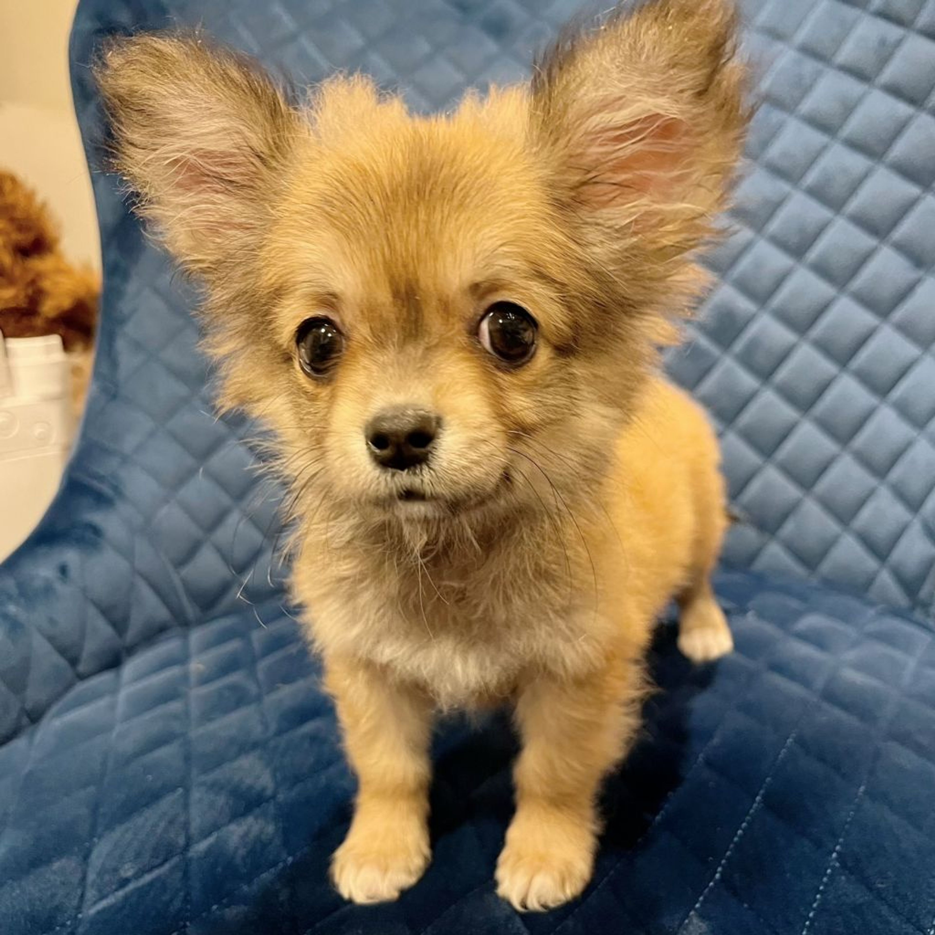 pet-image-6