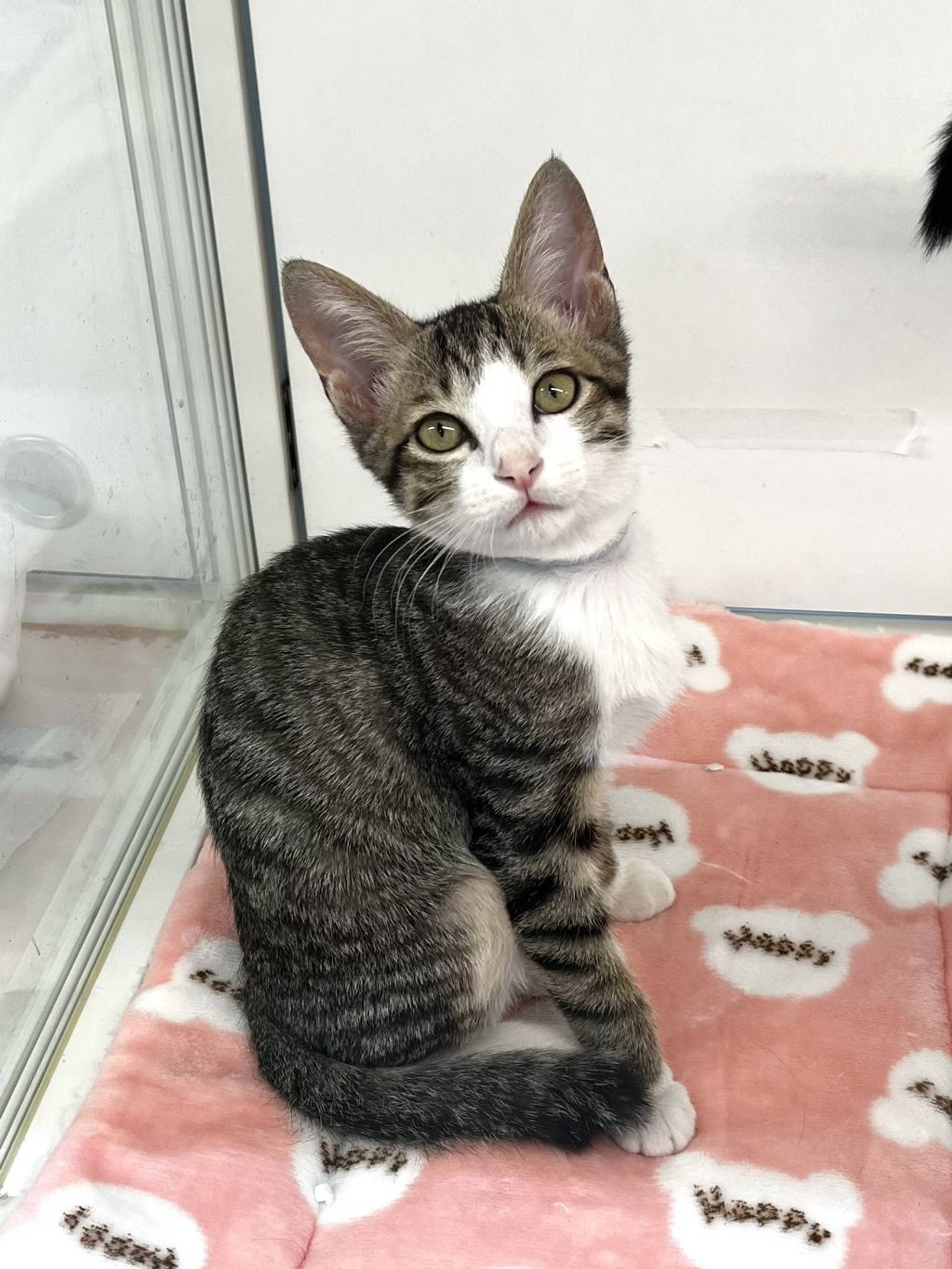 雑種（ミックス猫）・オスの里親募集の写真