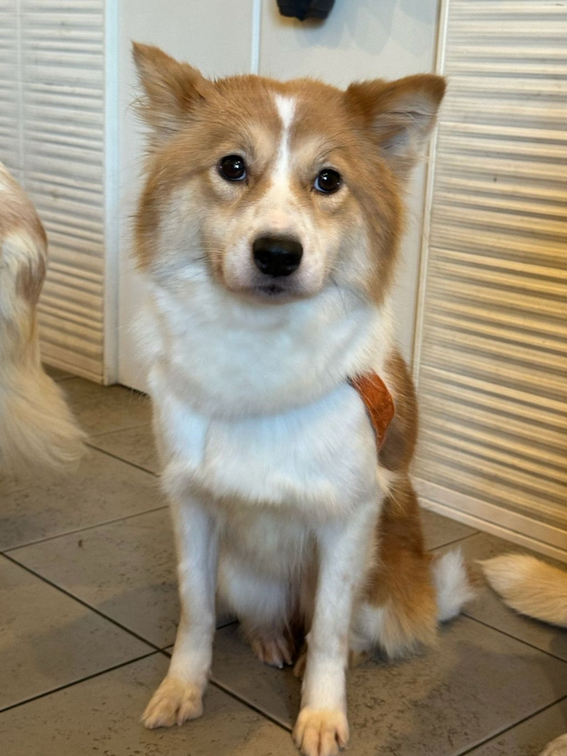 雑種（ミックス犬）・メスの里親募集の写真
