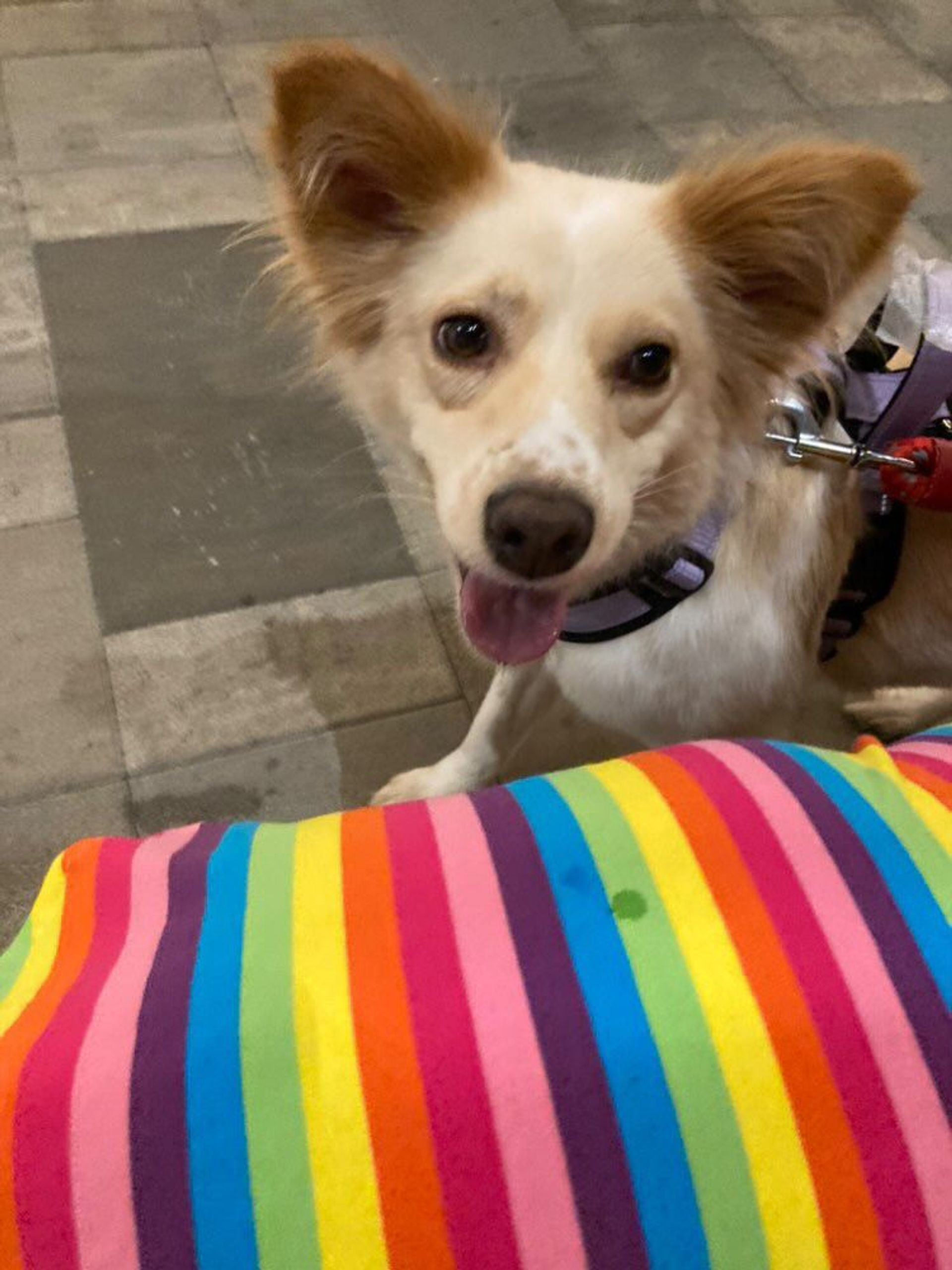雑種（ミックス犬）・メスの里親募集の写真
