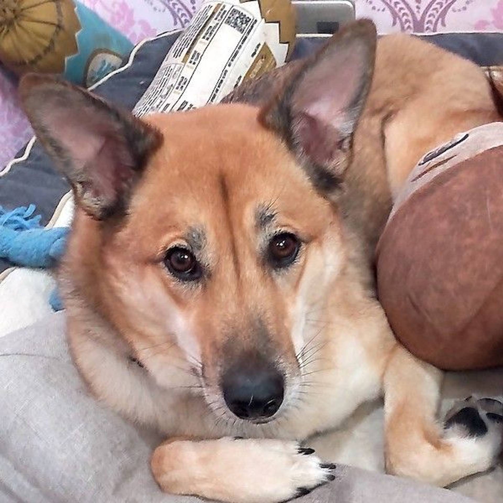 雑種（ミックス犬）・オスの里親募集の写真