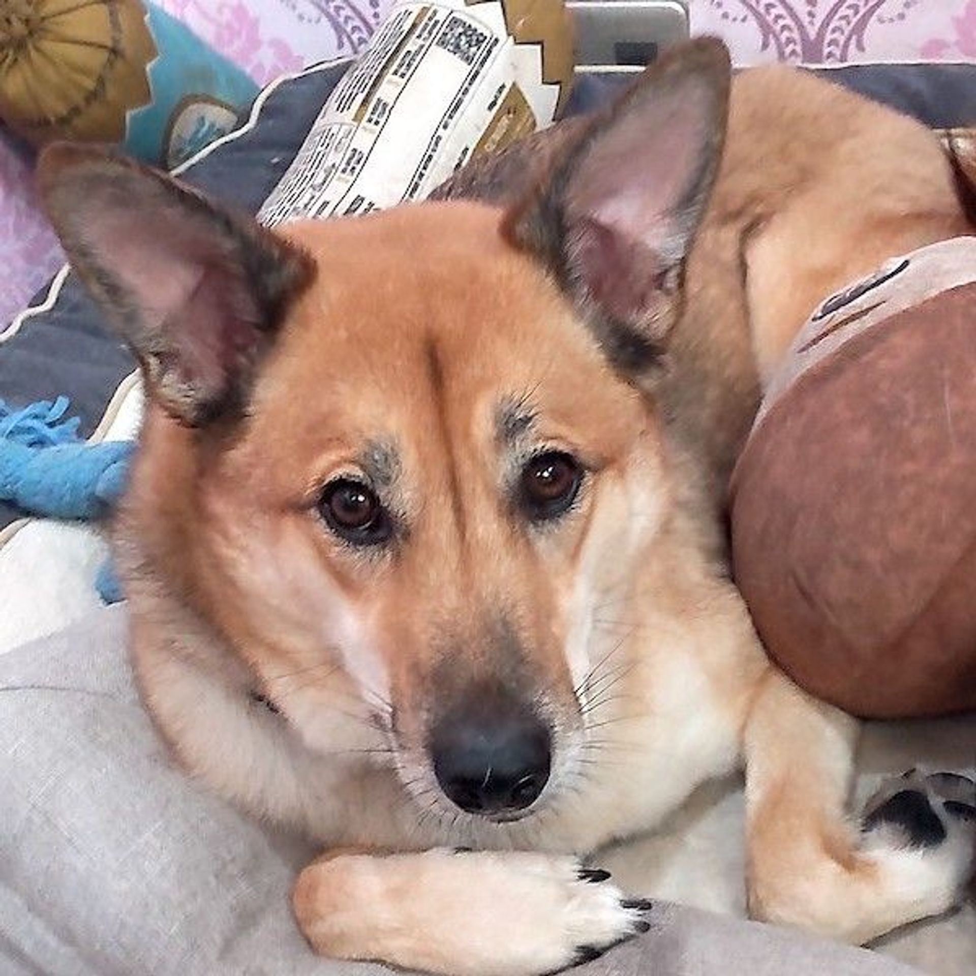 雑種（ミックス犬）・オスの里親募集の写真