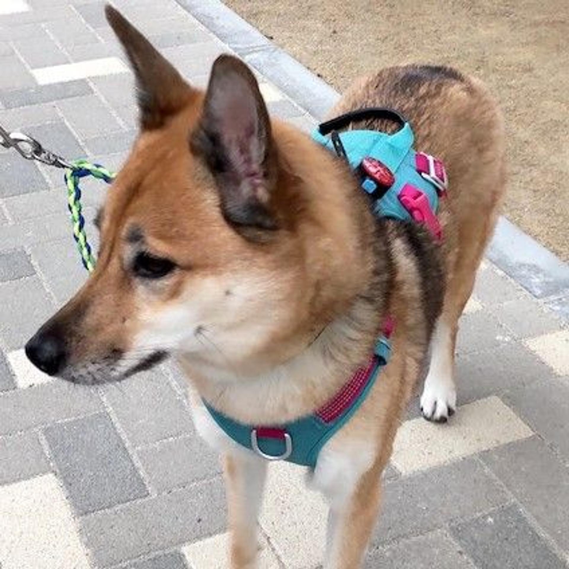 pet-image-4