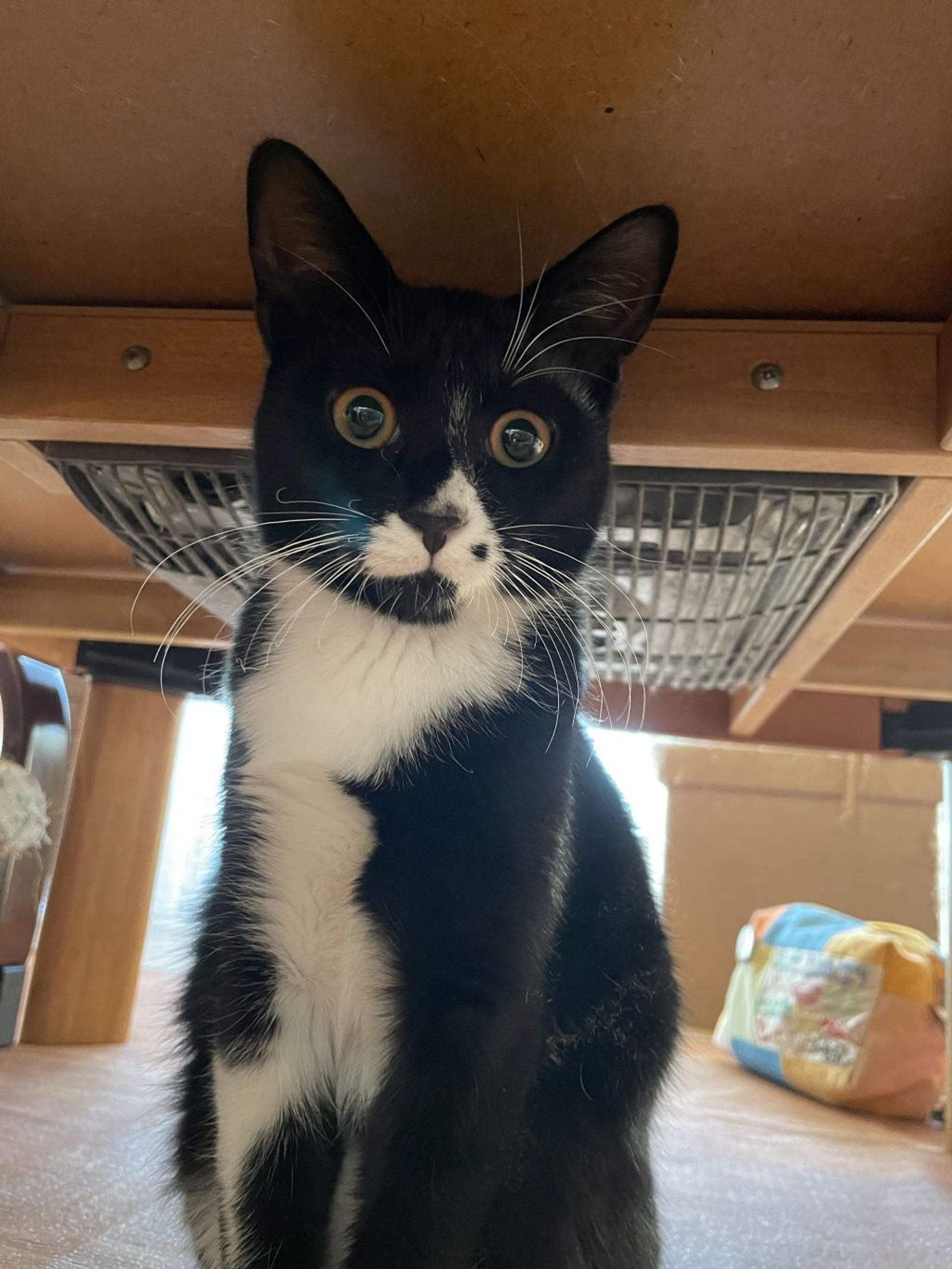 雑種（ミックス猫）・メスの里親募集の写真