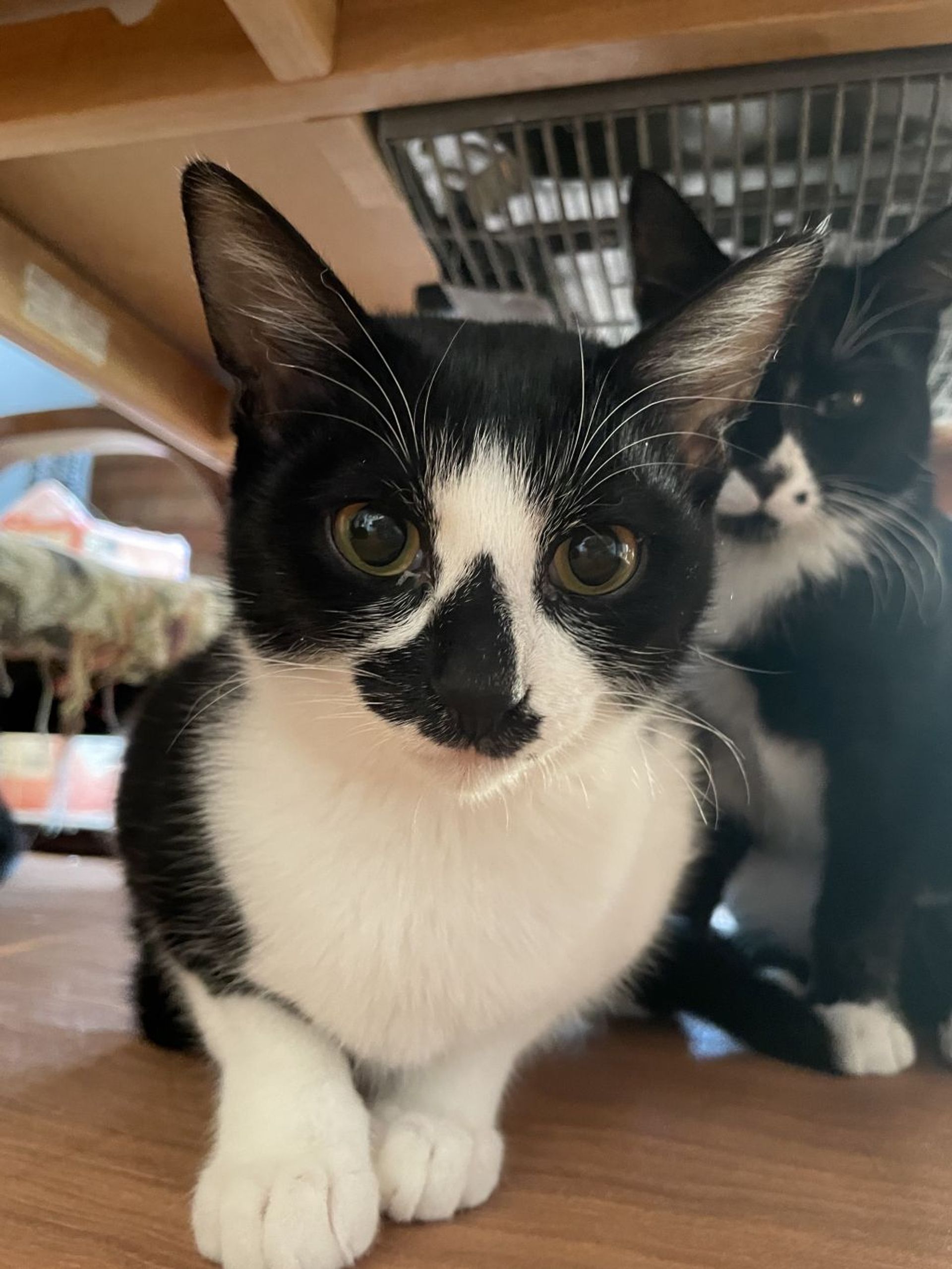 雑種（ミックス猫）・メスの里親募集の写真