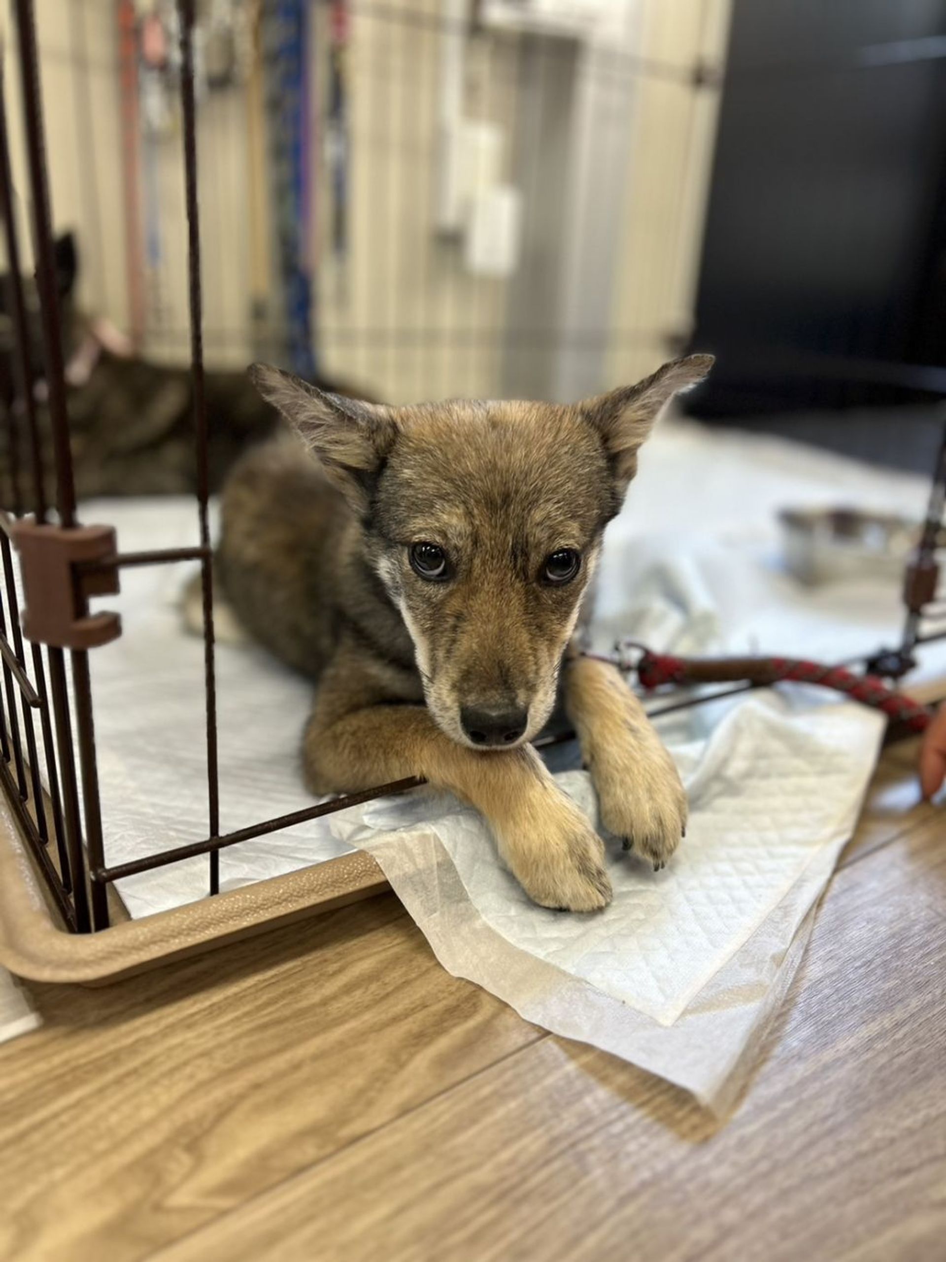 雑種（ミックス犬）・オスの里親募集の写真