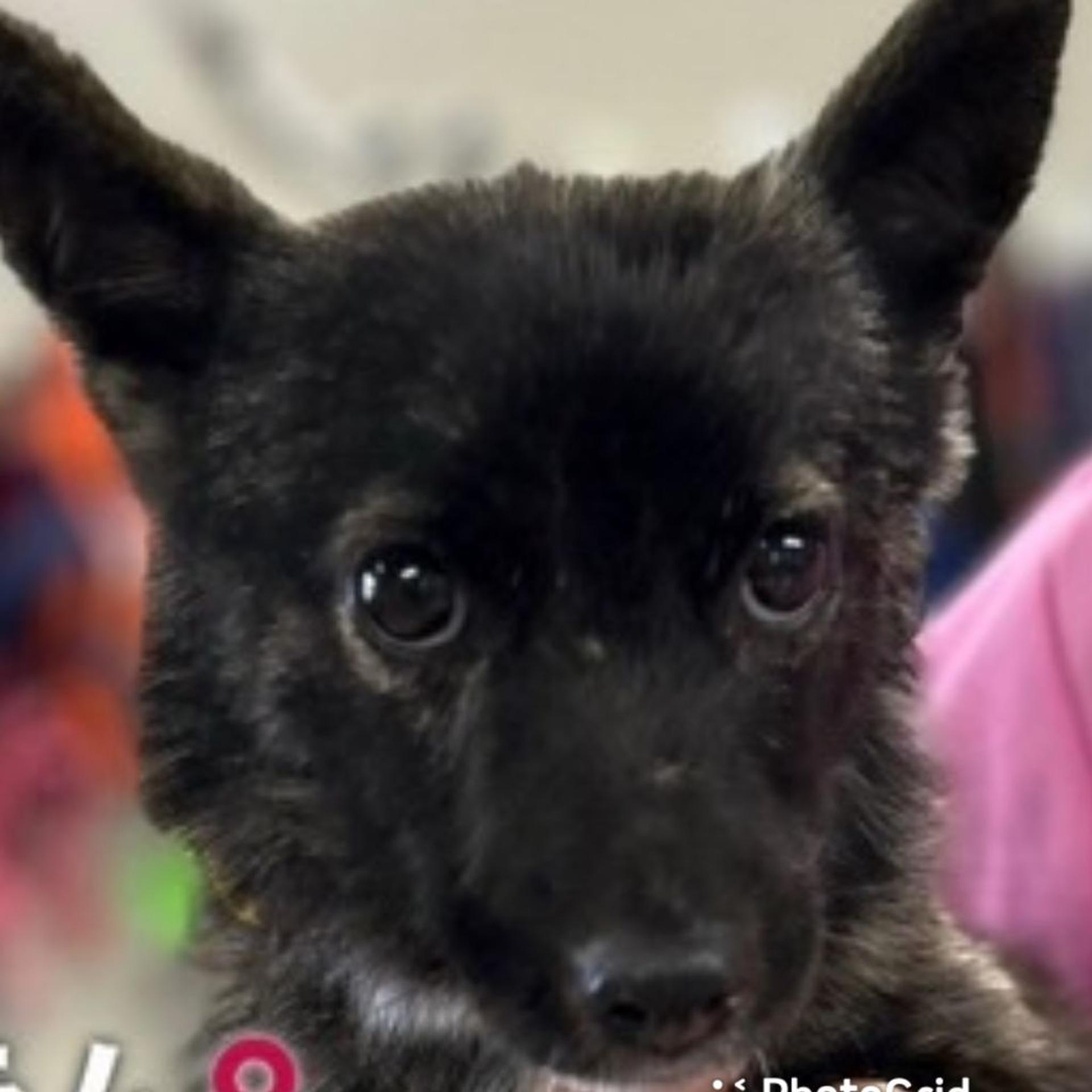pet-image-5