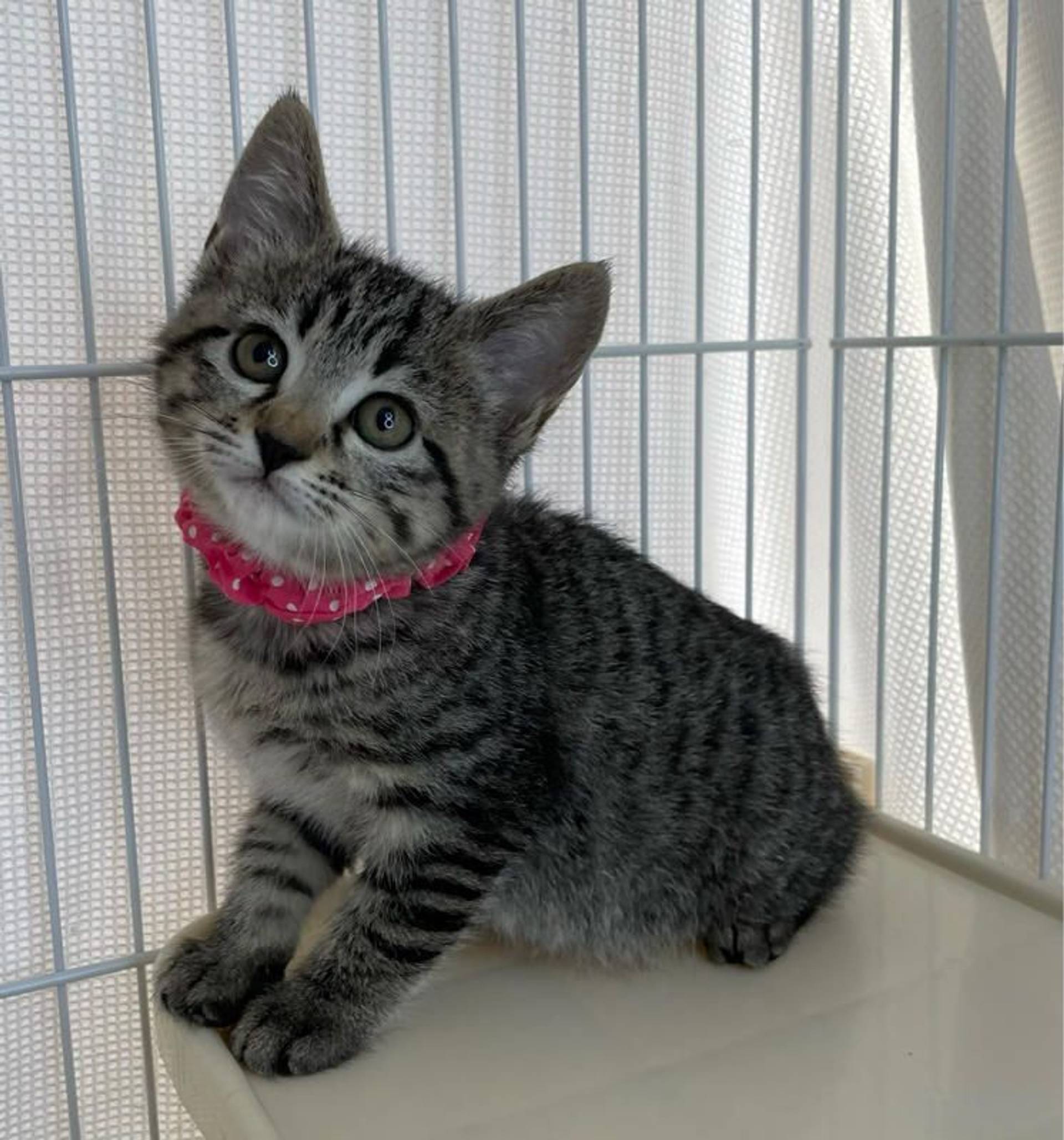 雑種（ミックス猫）・メスの里親募集の写真