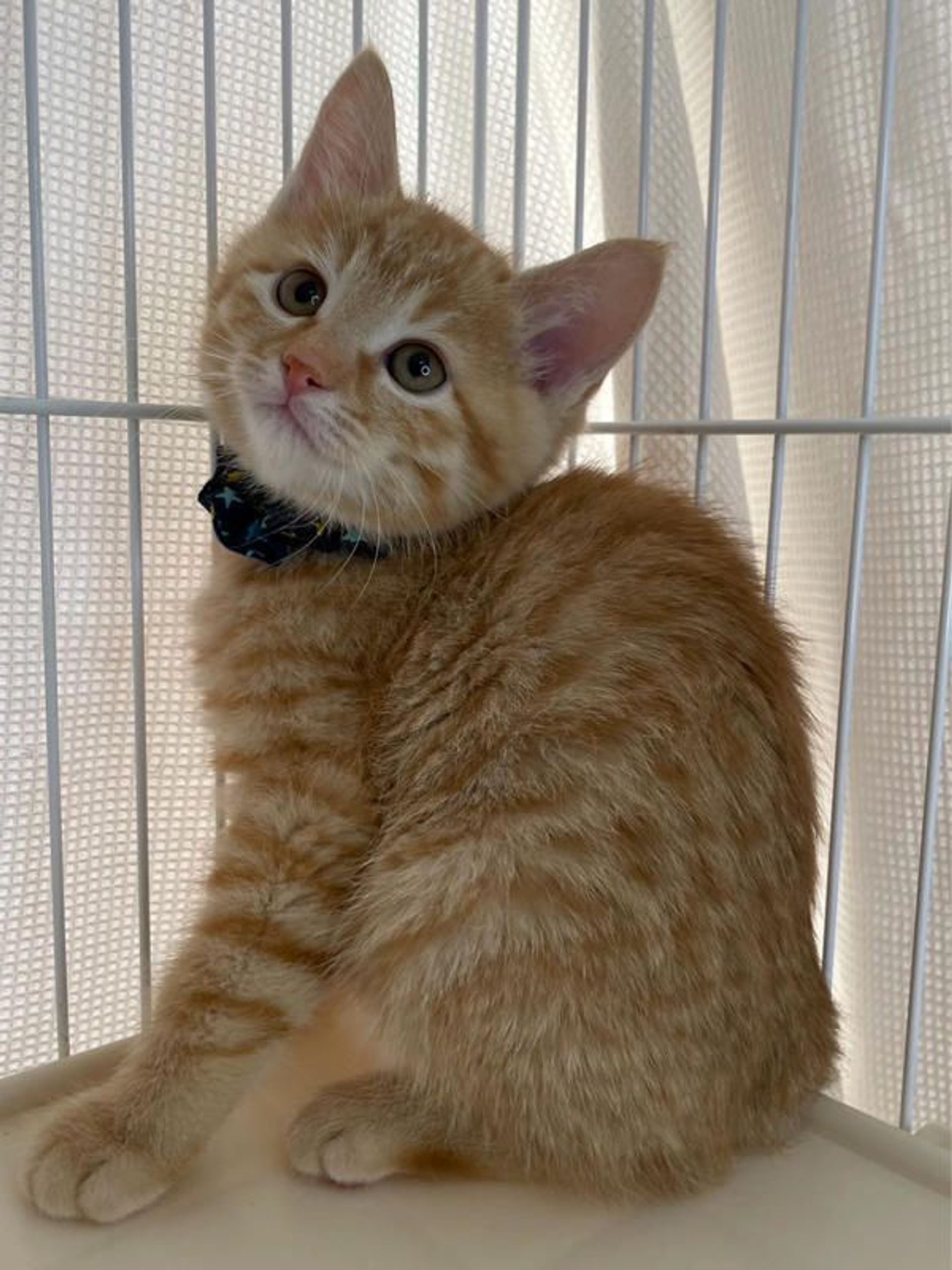 雑種（ミックス猫）・オスの里親募集の写真