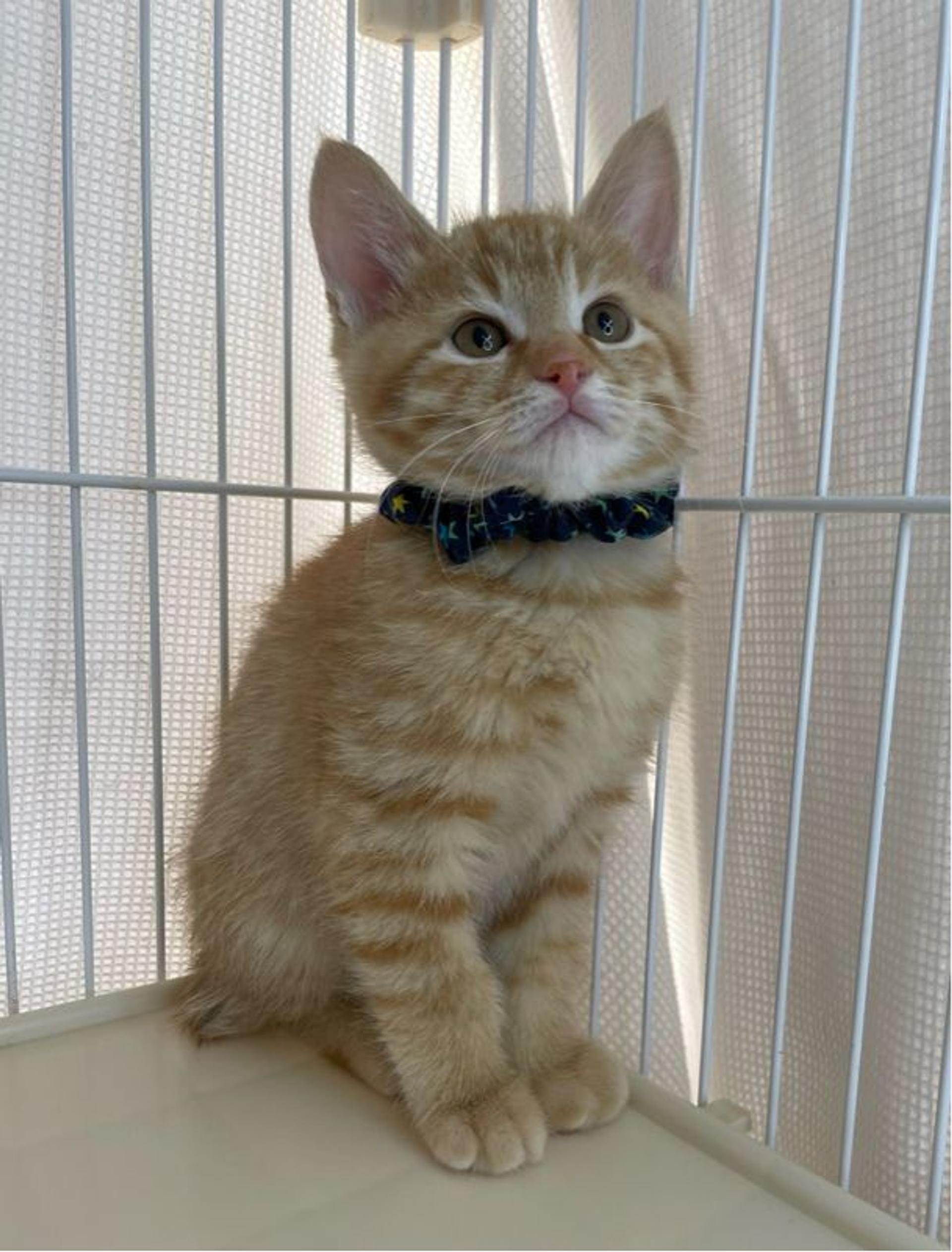 pet-image-3