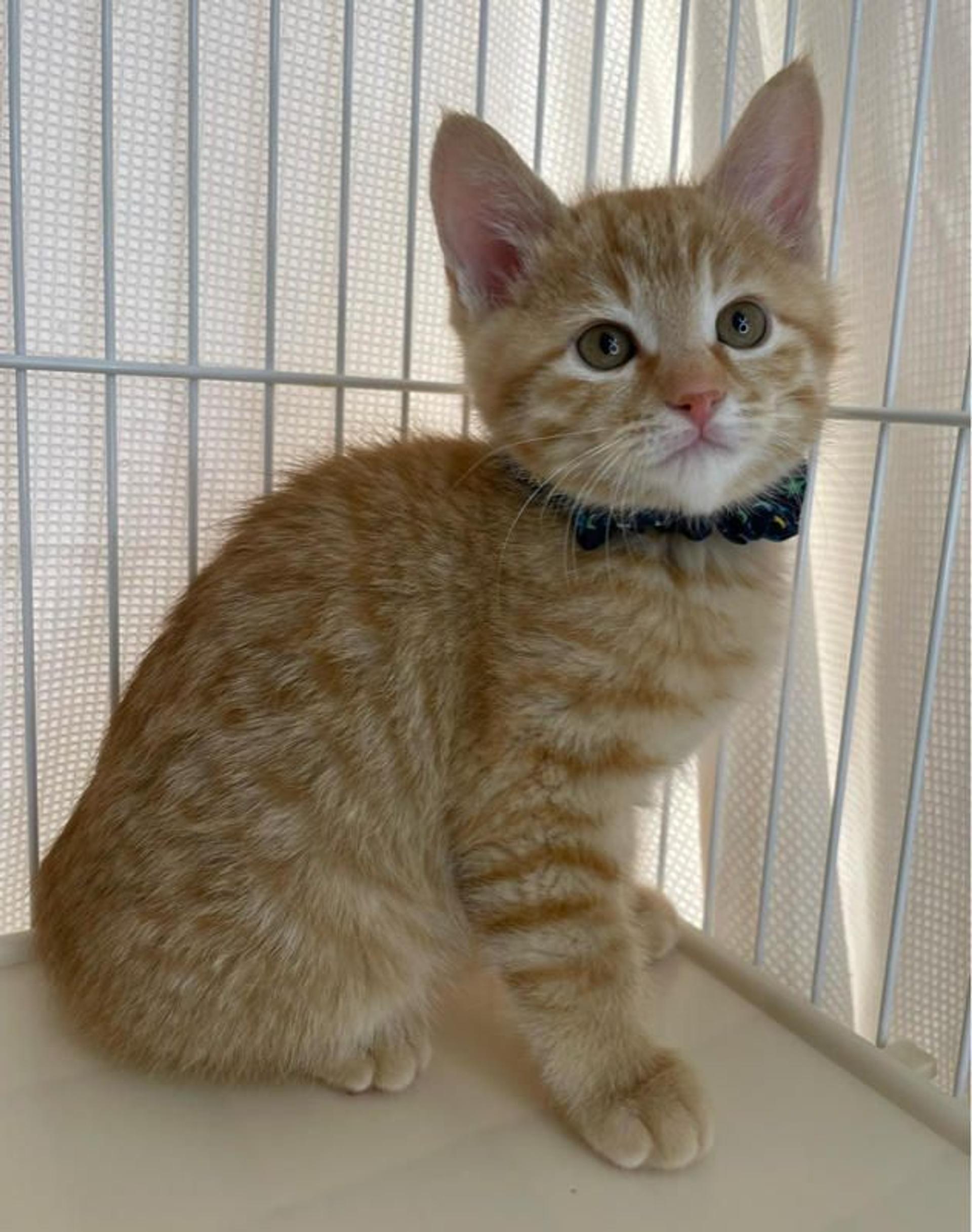 pet-image-4