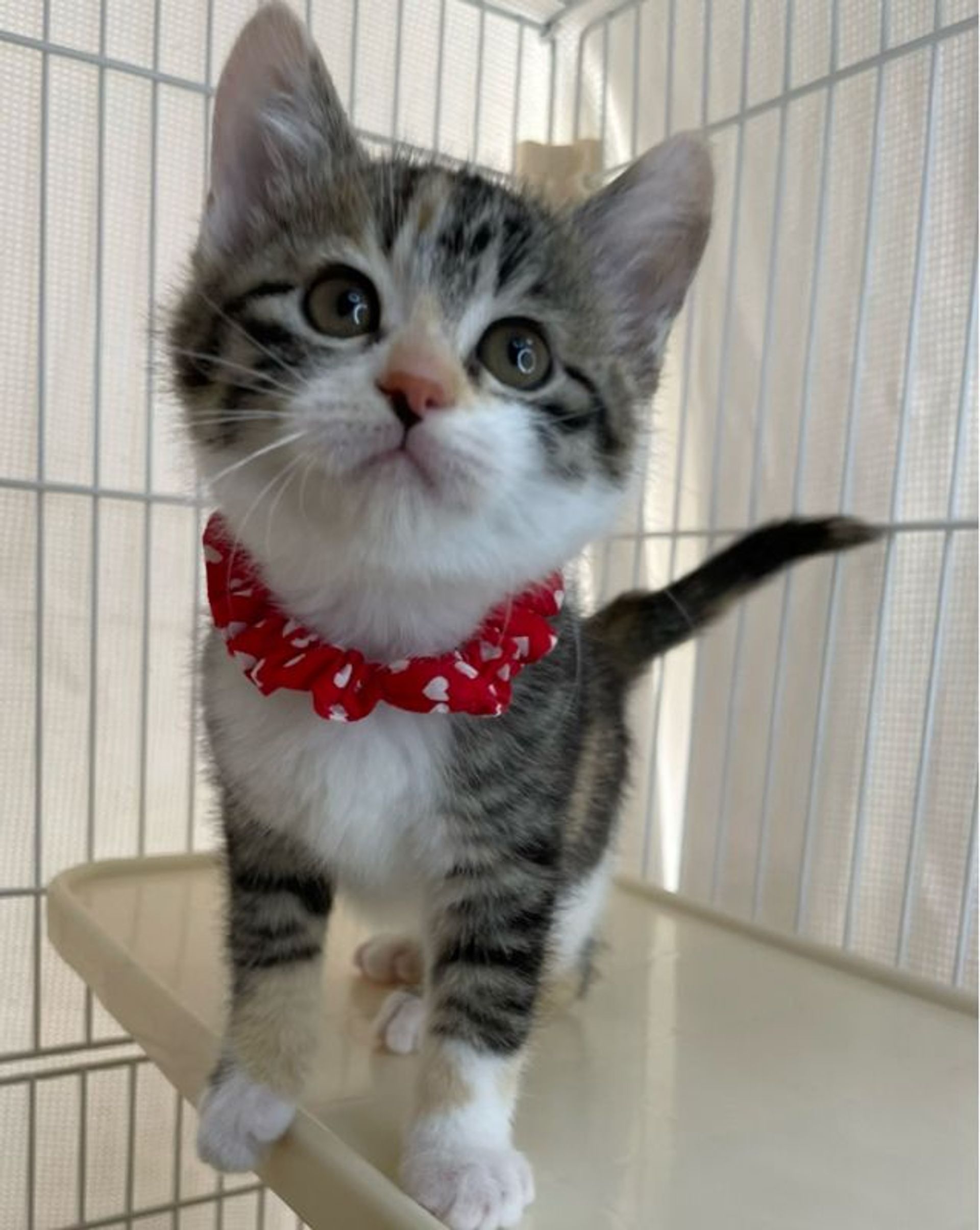 雑種（ミックス猫）・メスの里親募集の写真