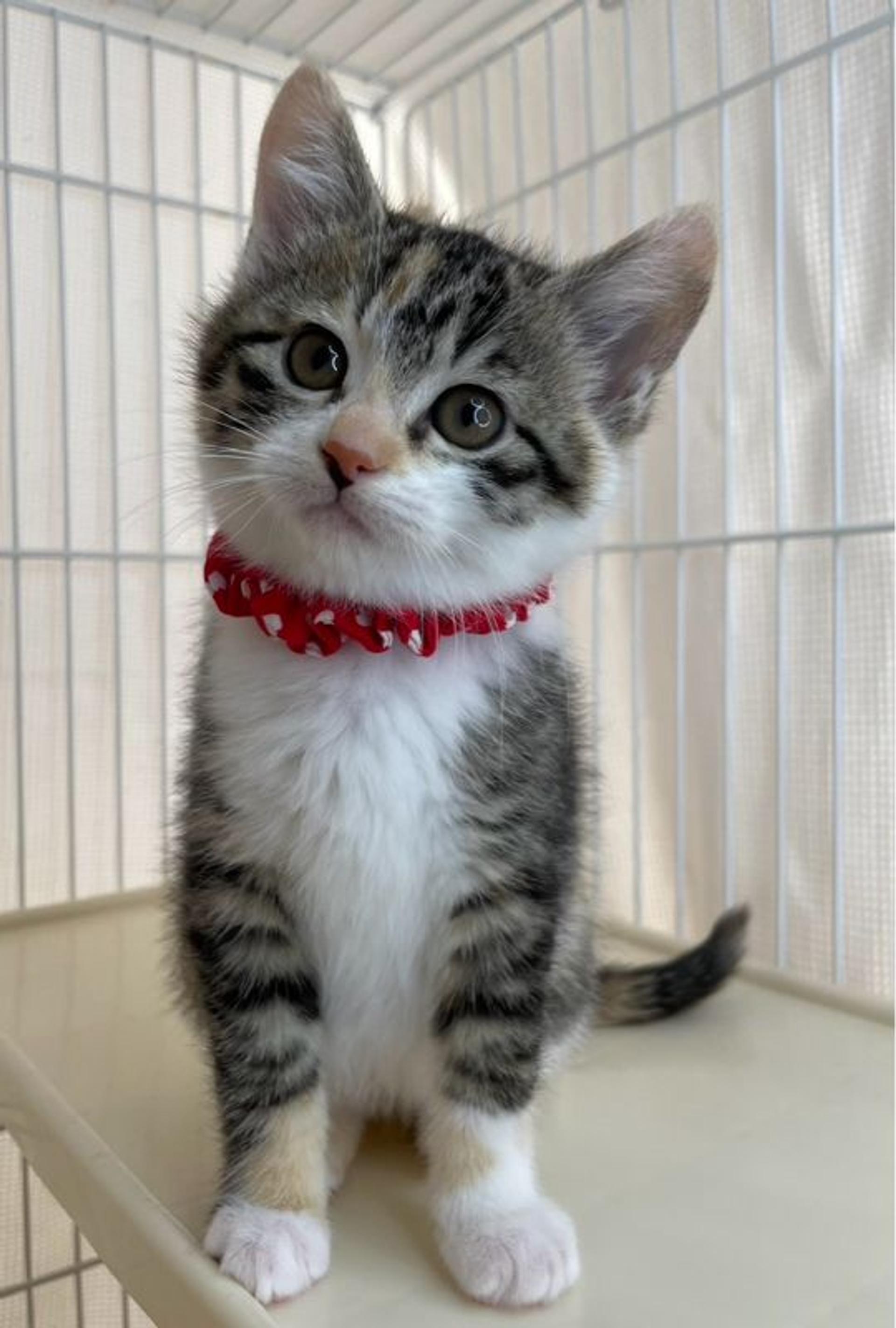 pet-image-3