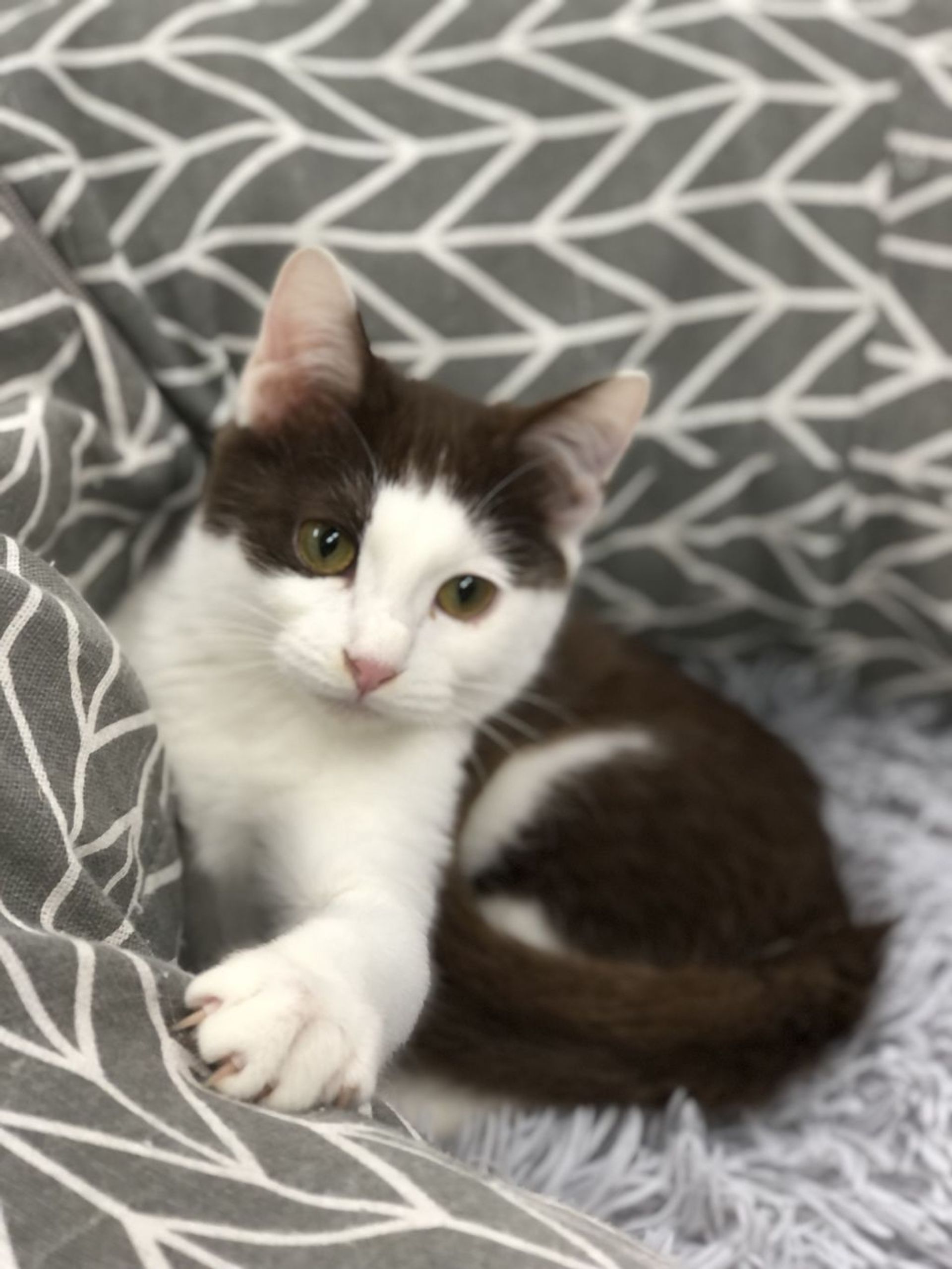雑種（ミックス猫）・メスの里親募集の写真