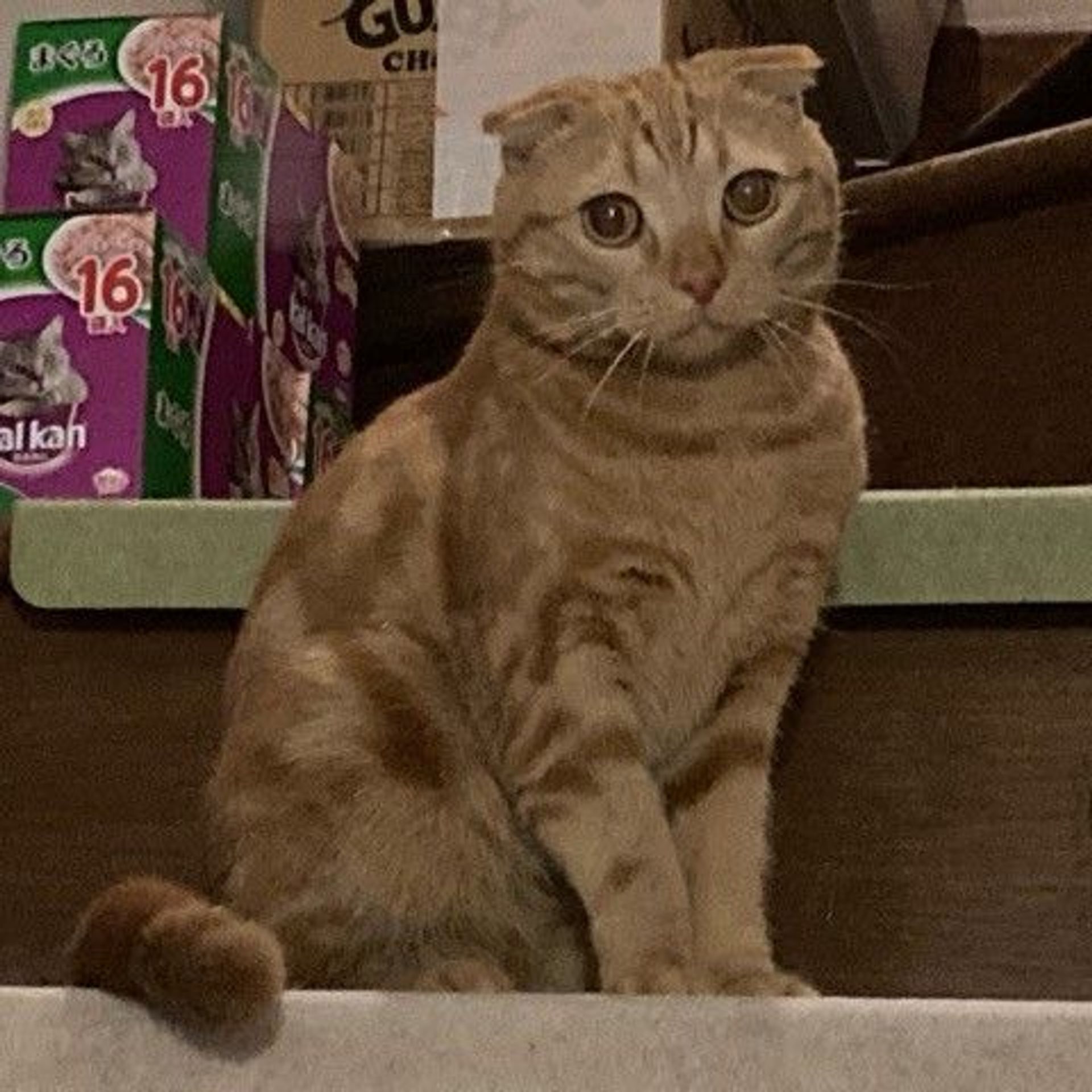 スコティッシュフォールド・オスの里親募集の写真