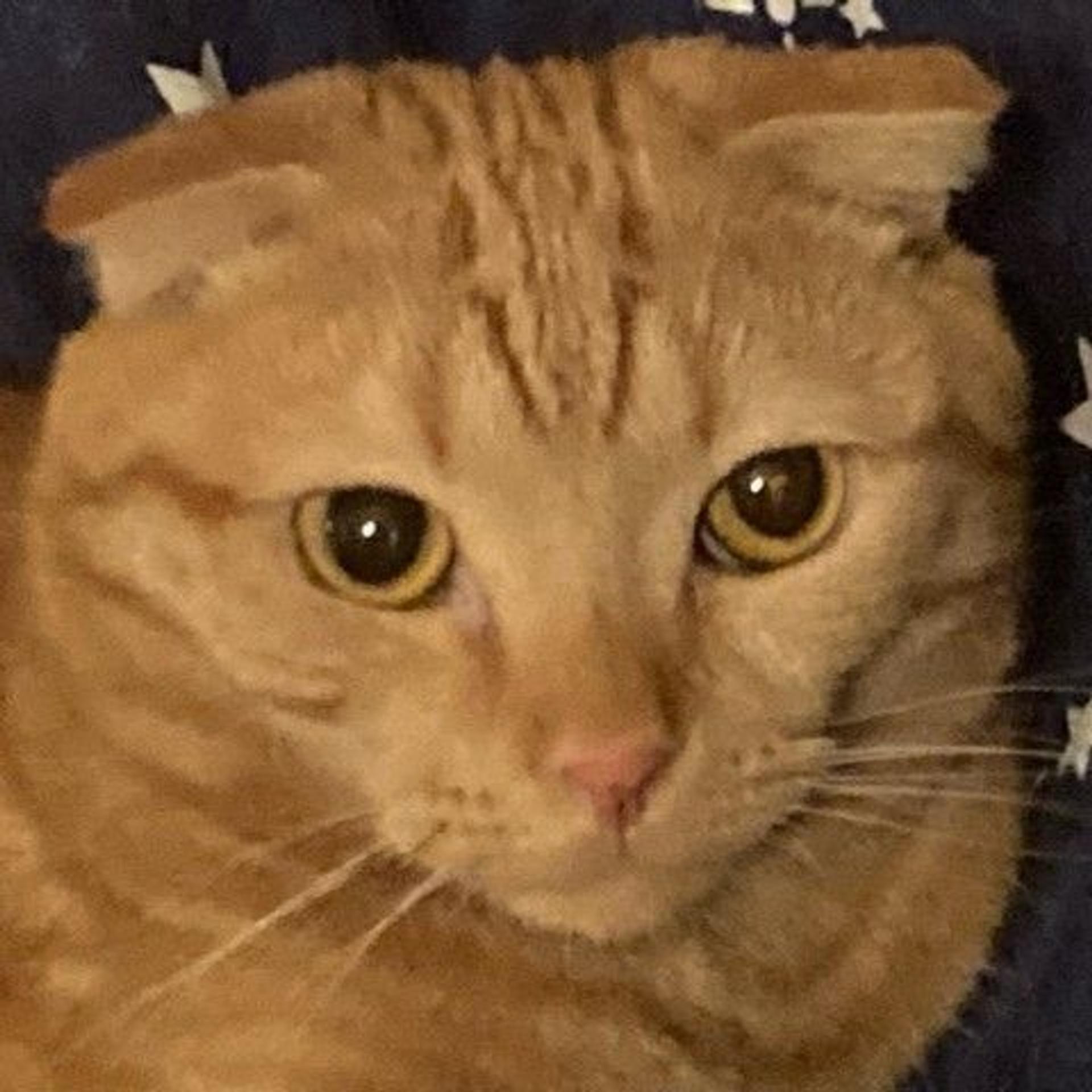 pet-image-3
