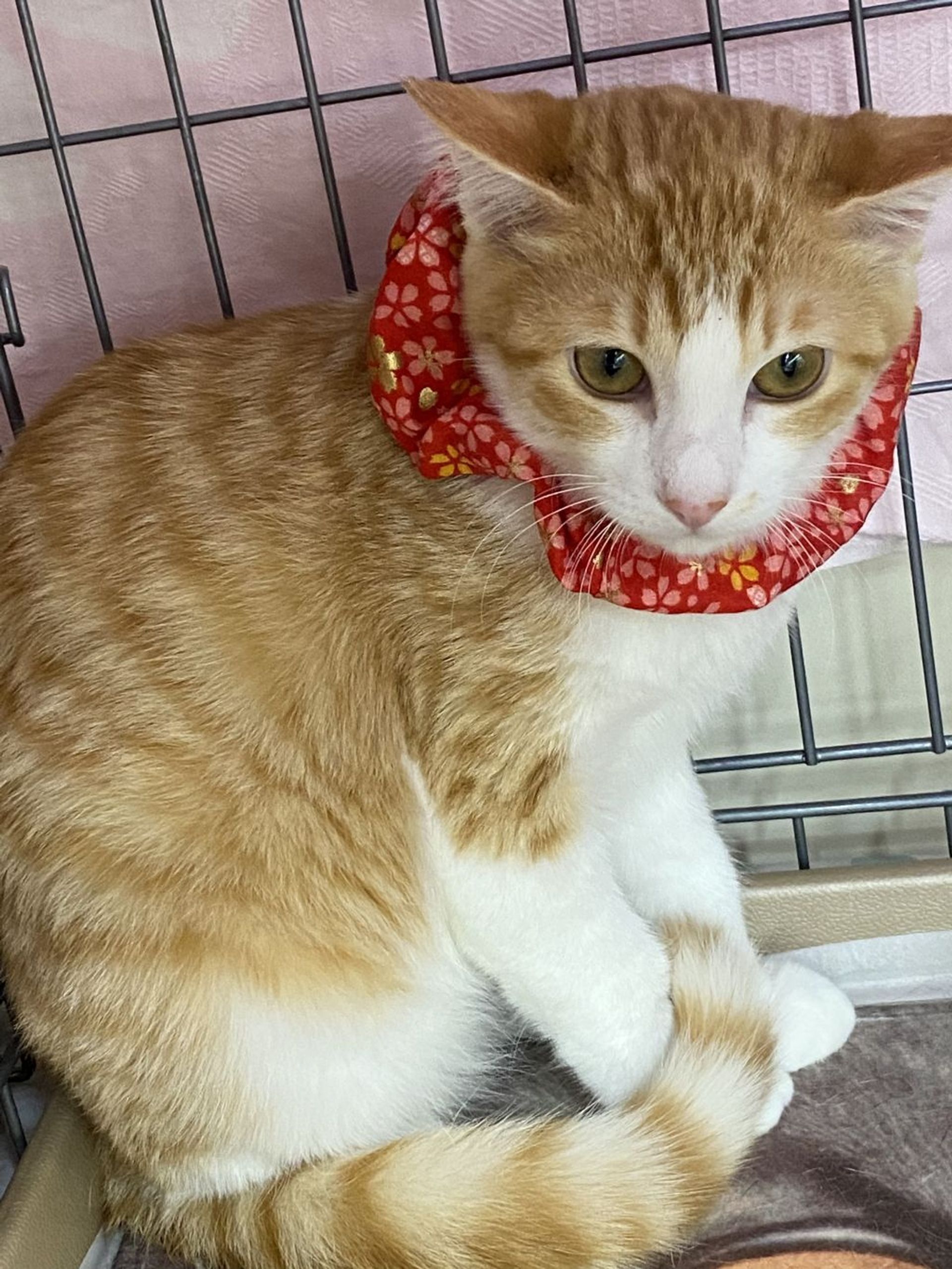 雑種（ミックス猫）・メスの里親募集の写真