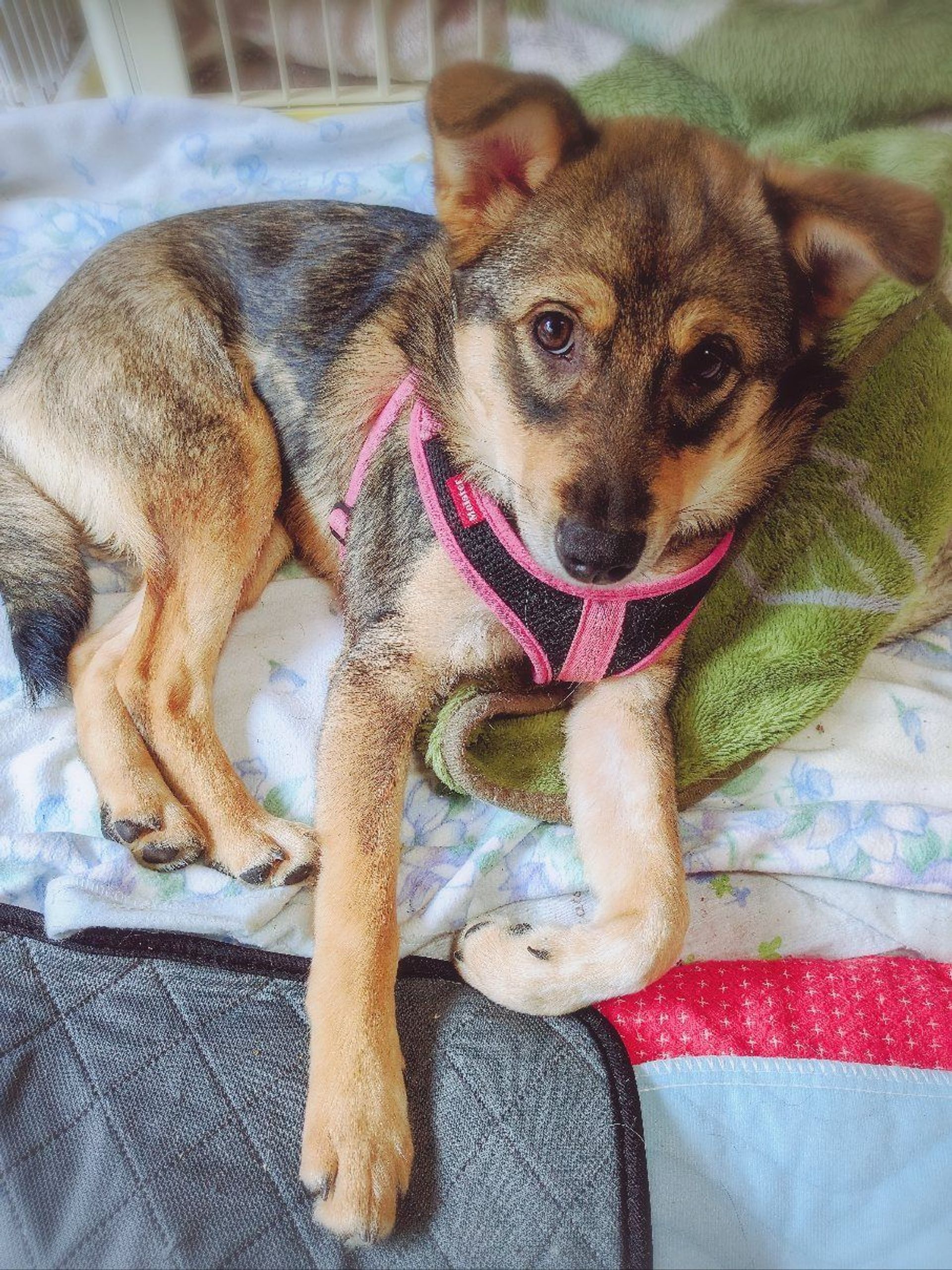 雑種（ミックス犬）・メスの里親募集の写真
