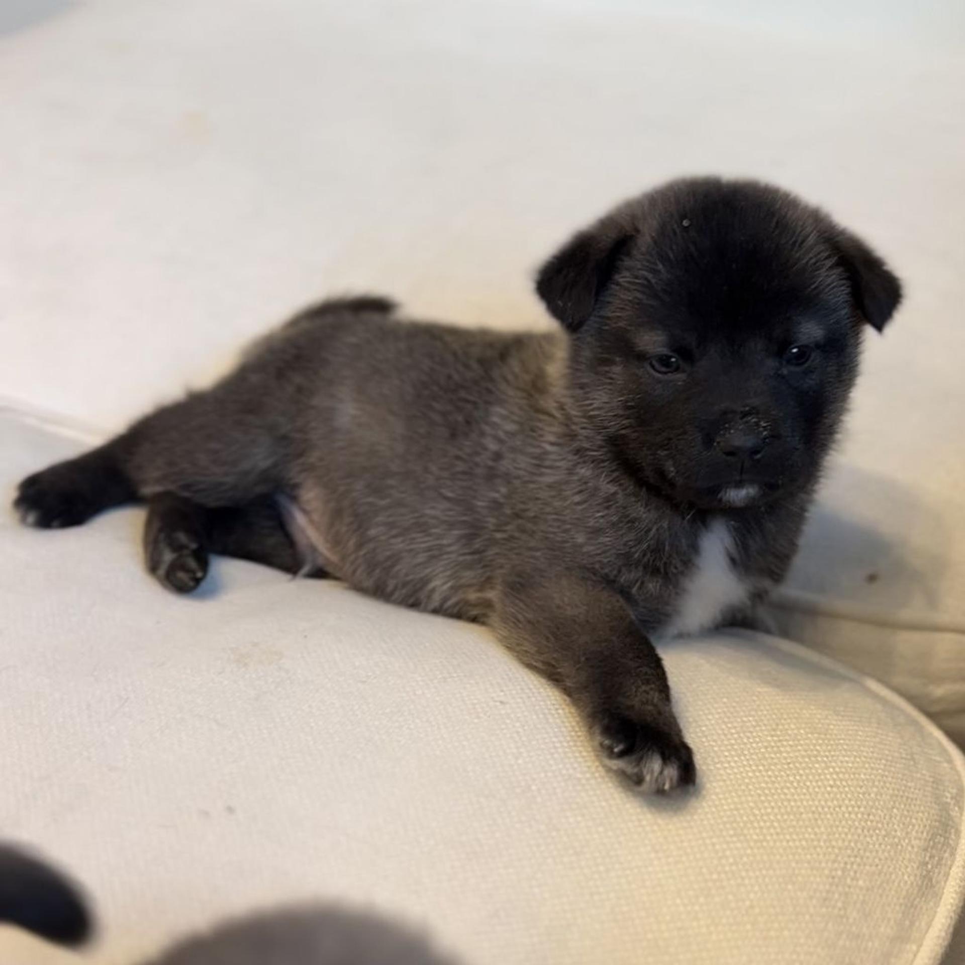 pet-image-2