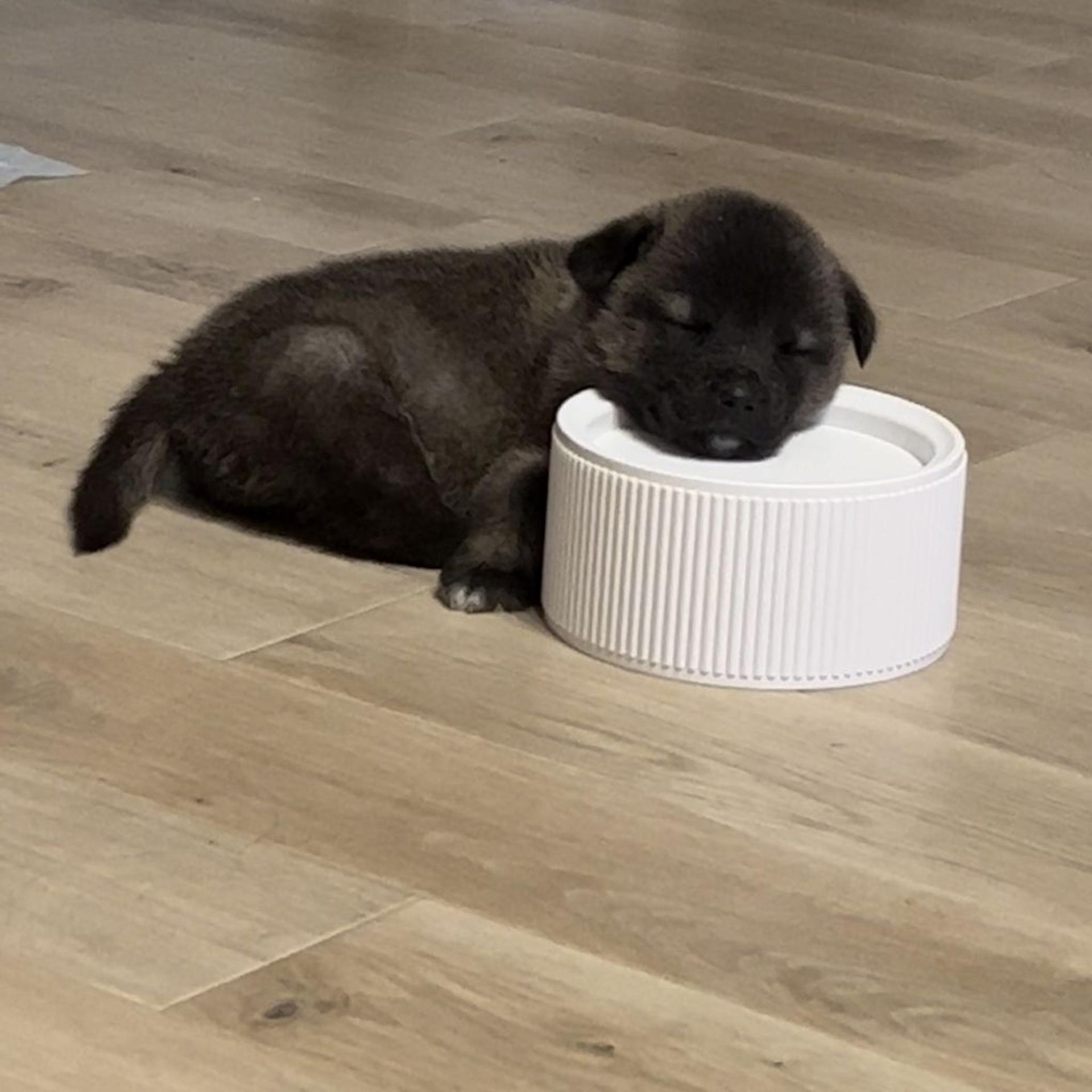 pet-image-3