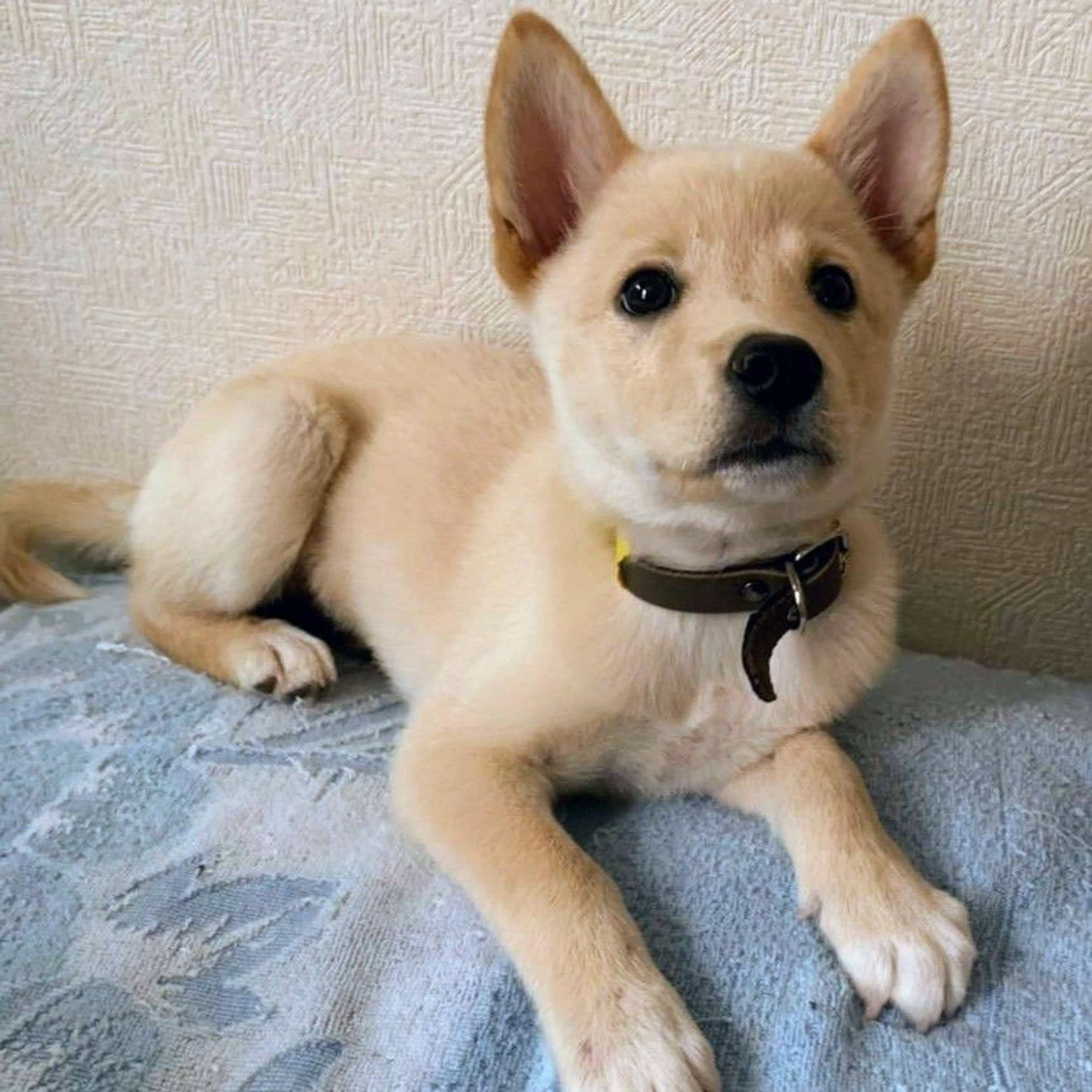 雑種（ミックス犬）・メスの里親募集の写真