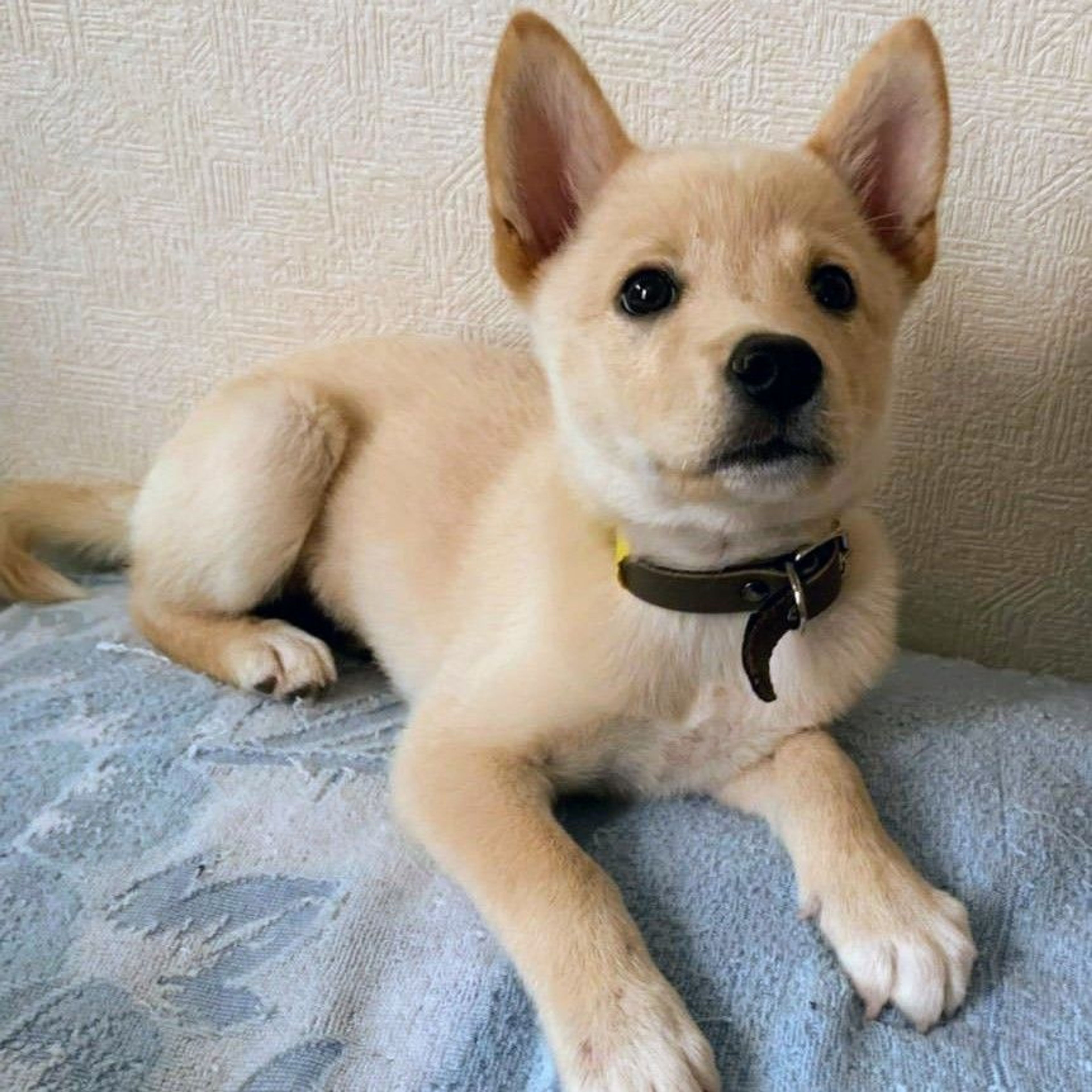 雑種（ミックス犬）・メスの里親募集の写真