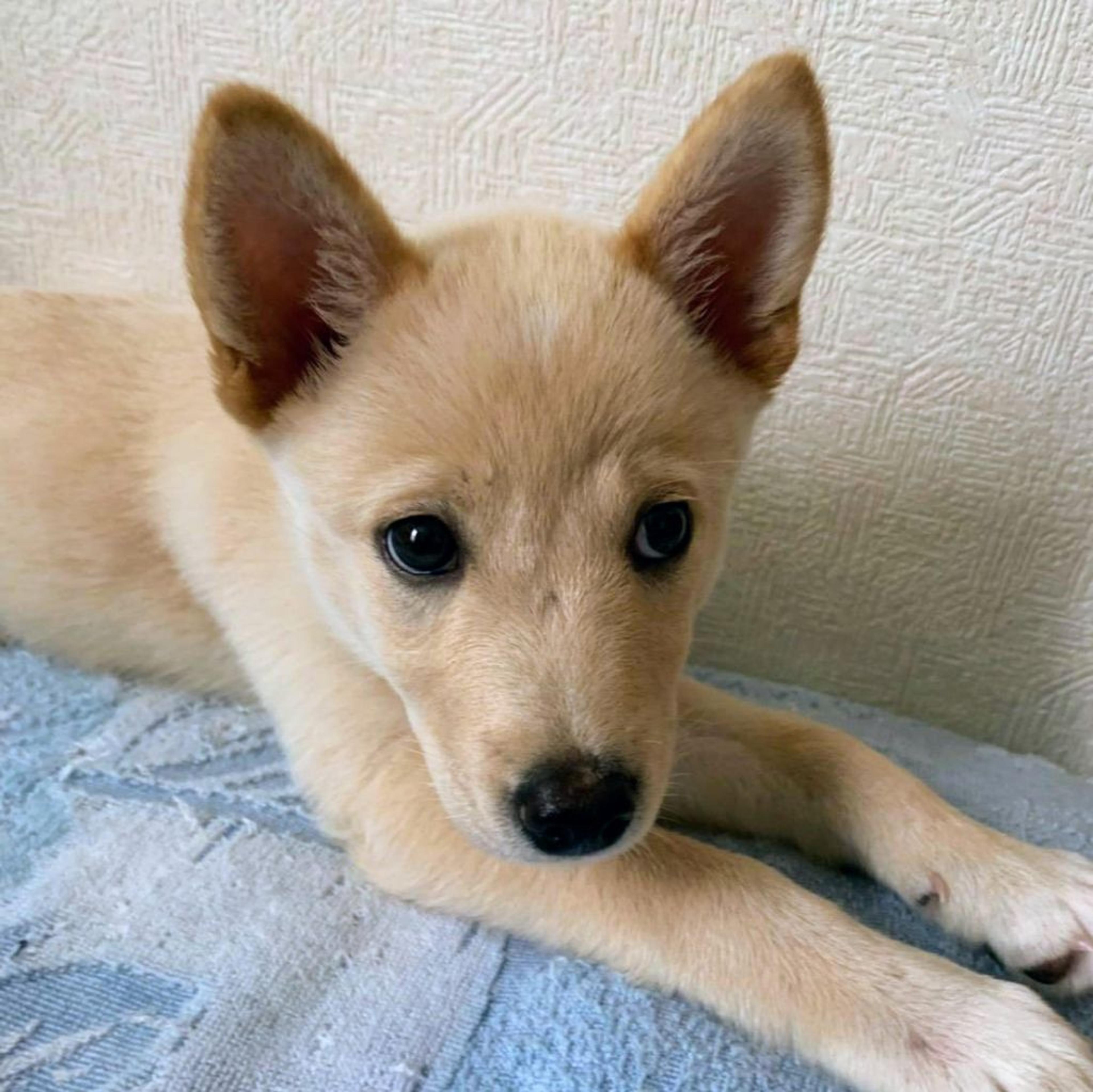 pet-image-2