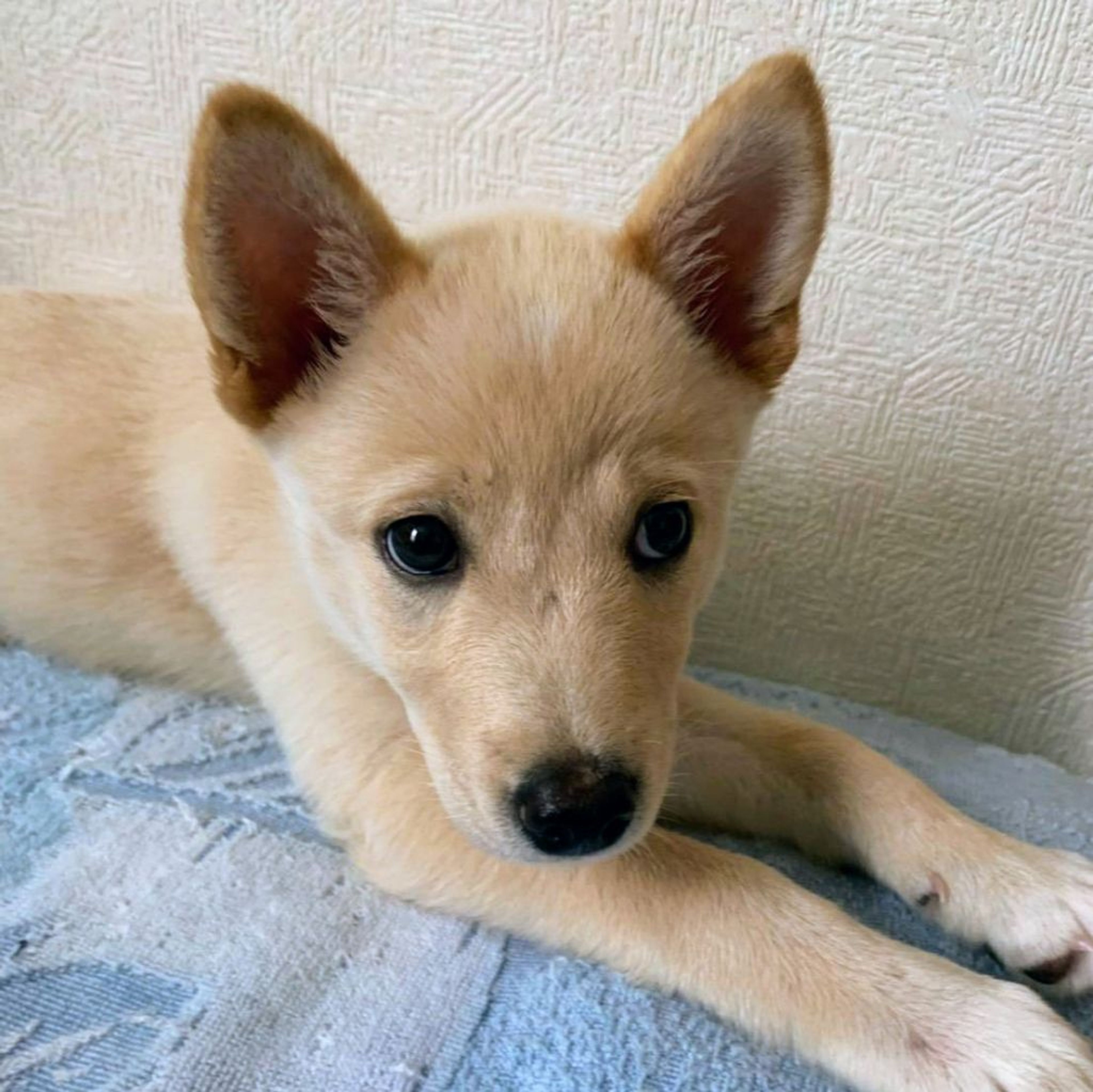 pet-image-2