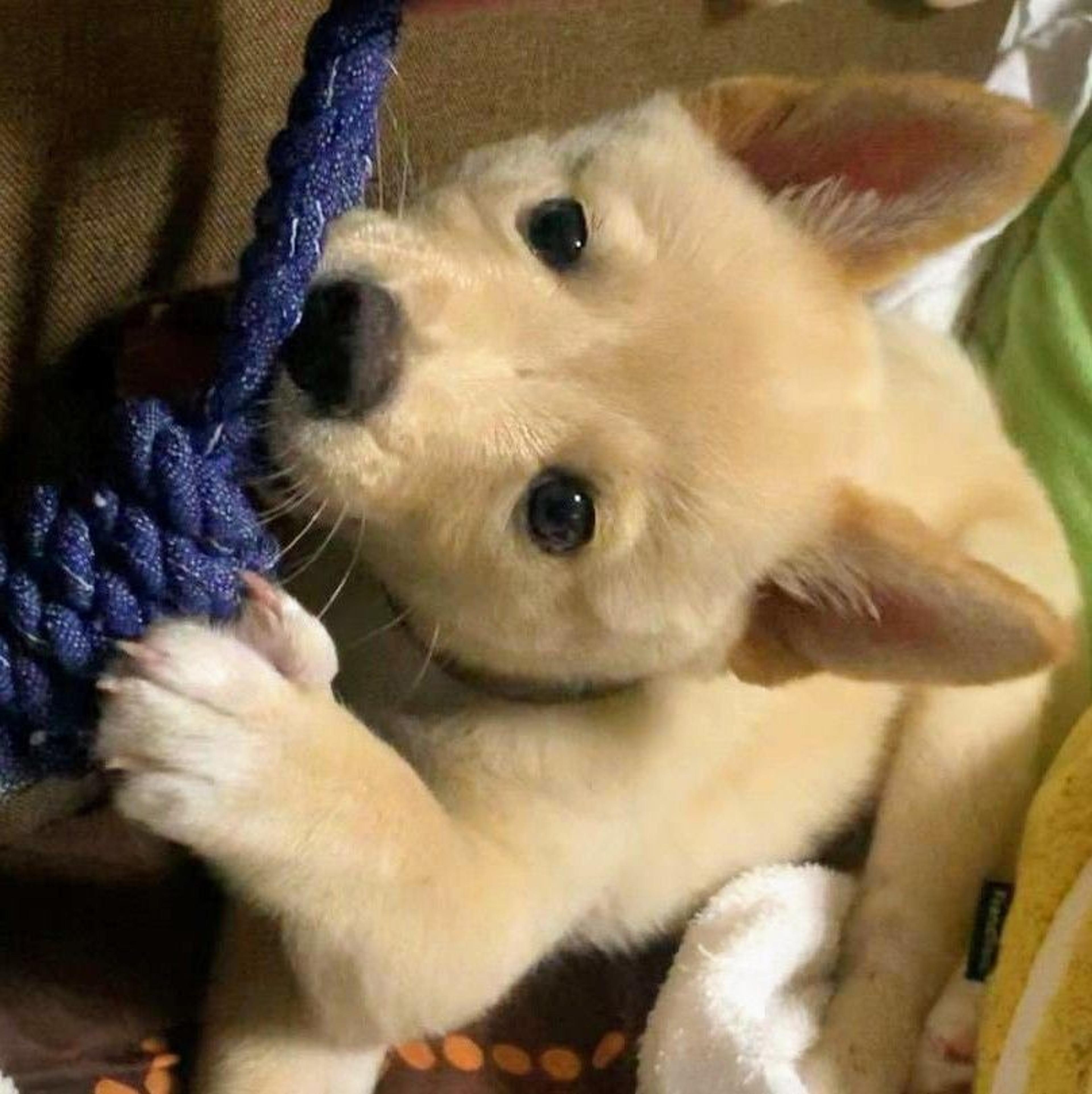 pet-image-3