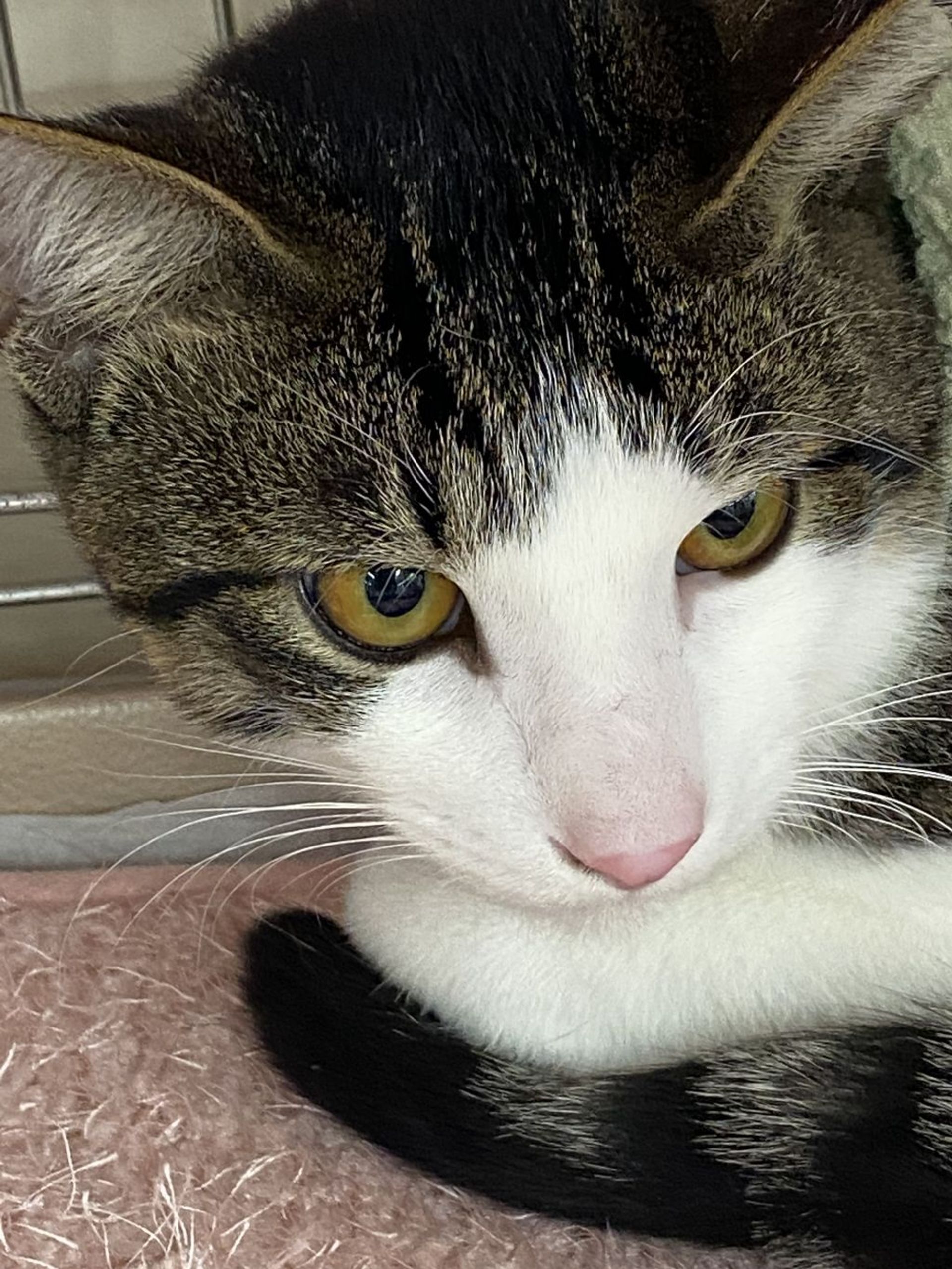 雑種（ミックス猫）・オスの里親募集の写真